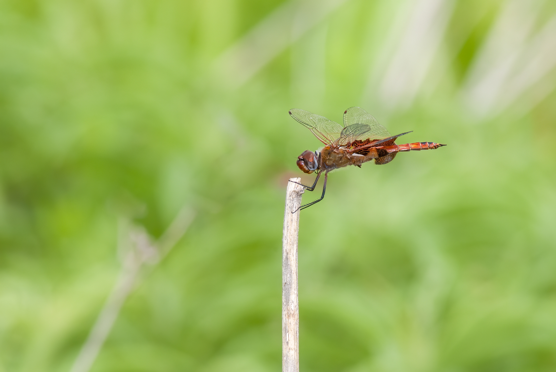 Striped Saddlebags (Tramea calverti)