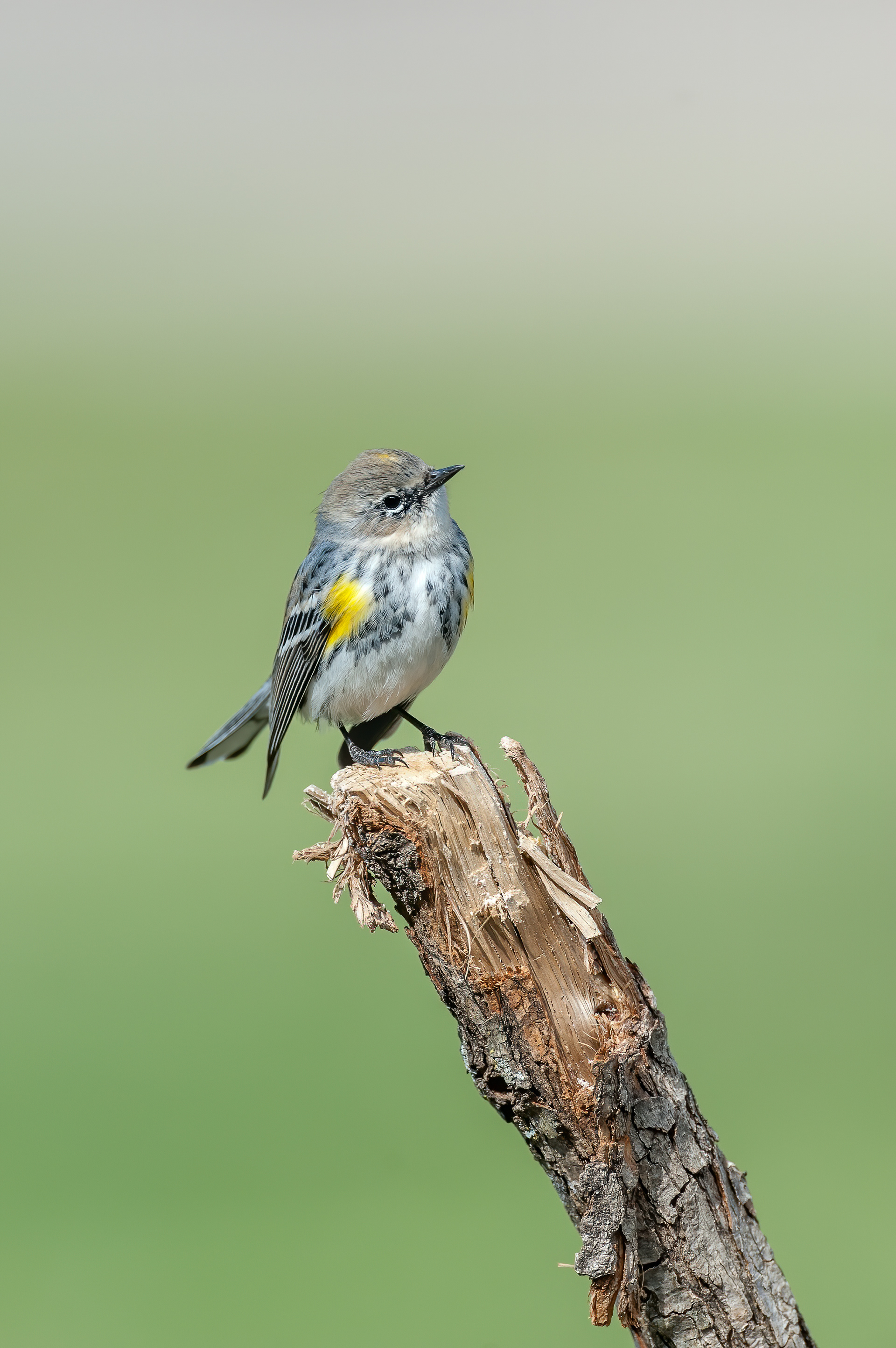 Yellow-rumped Warbler (Setophaga coronata)
