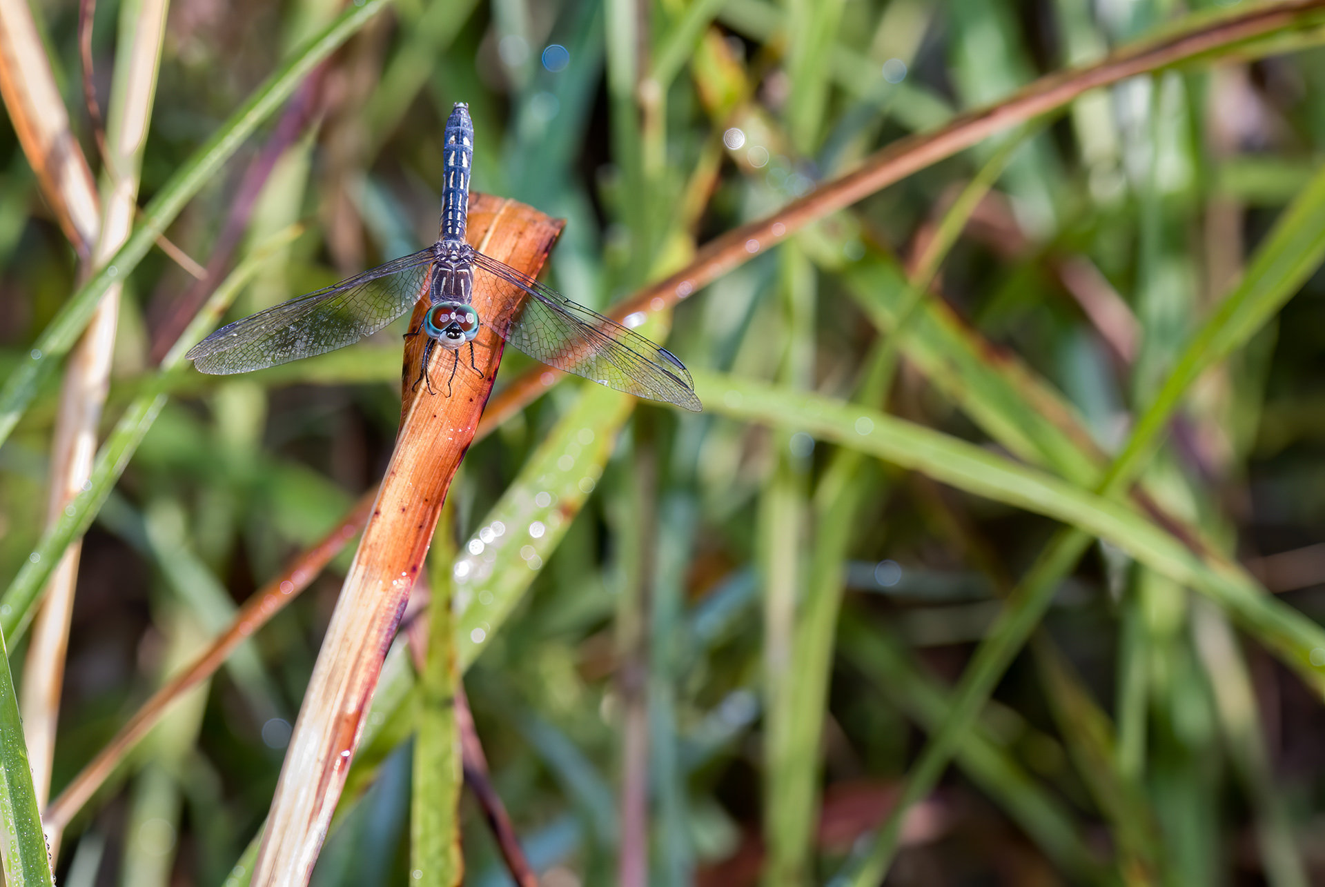 Blue Dasher (Pachydiplax longipennis)