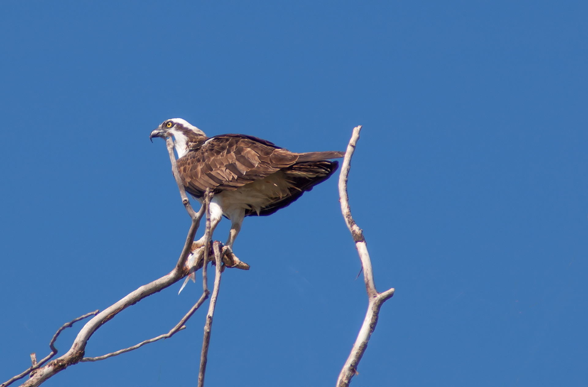Osprey (Pandion haliaetus)