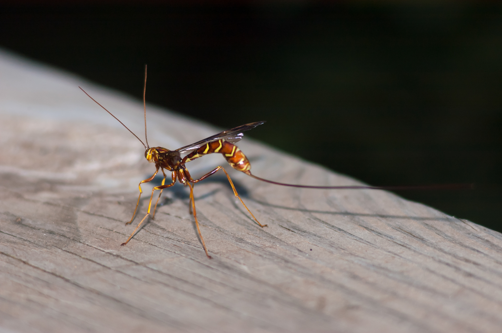 Ichneumon Wasp
