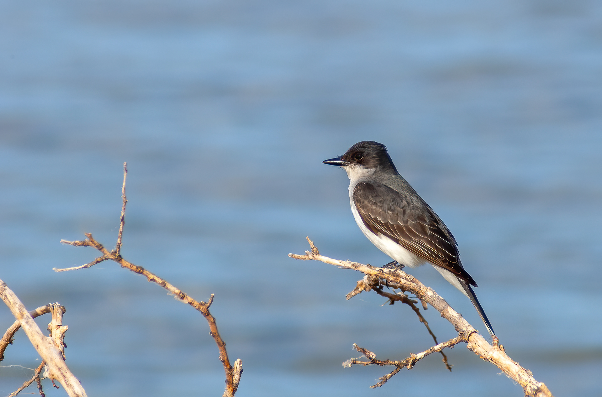 Eastern Kingbird (Tyrannus tyrannu)