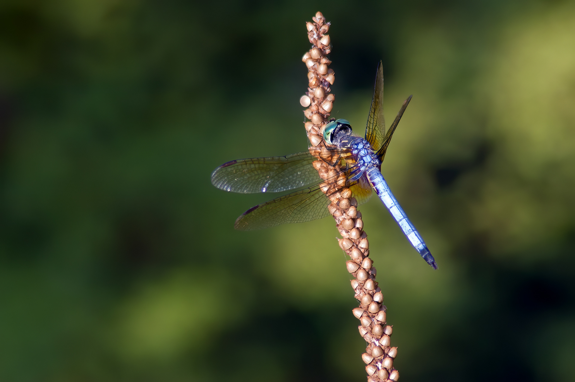 Blue Dasher (Pachydiplax longipennis)
