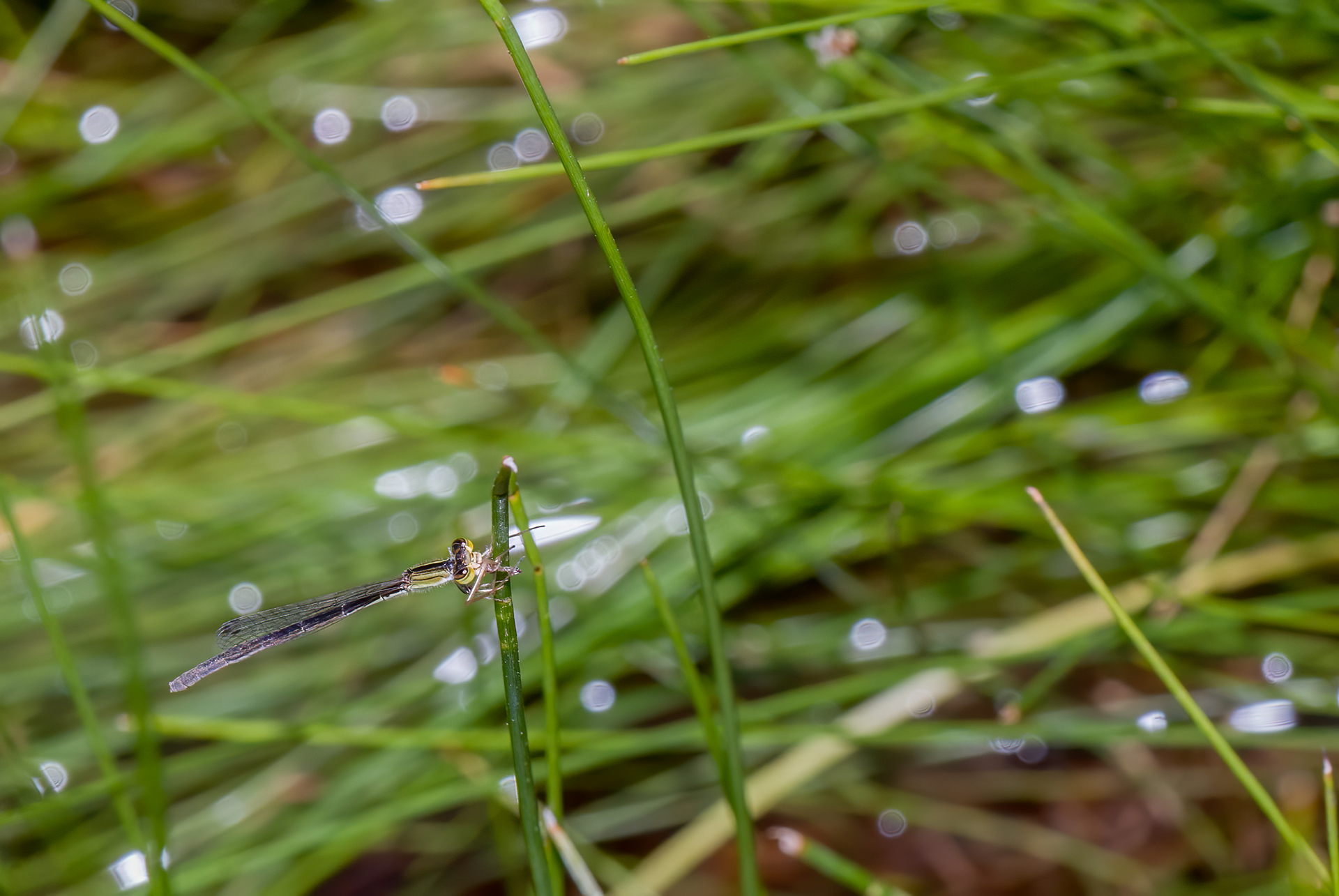 Citrine Forktail (Ischnura hastata)