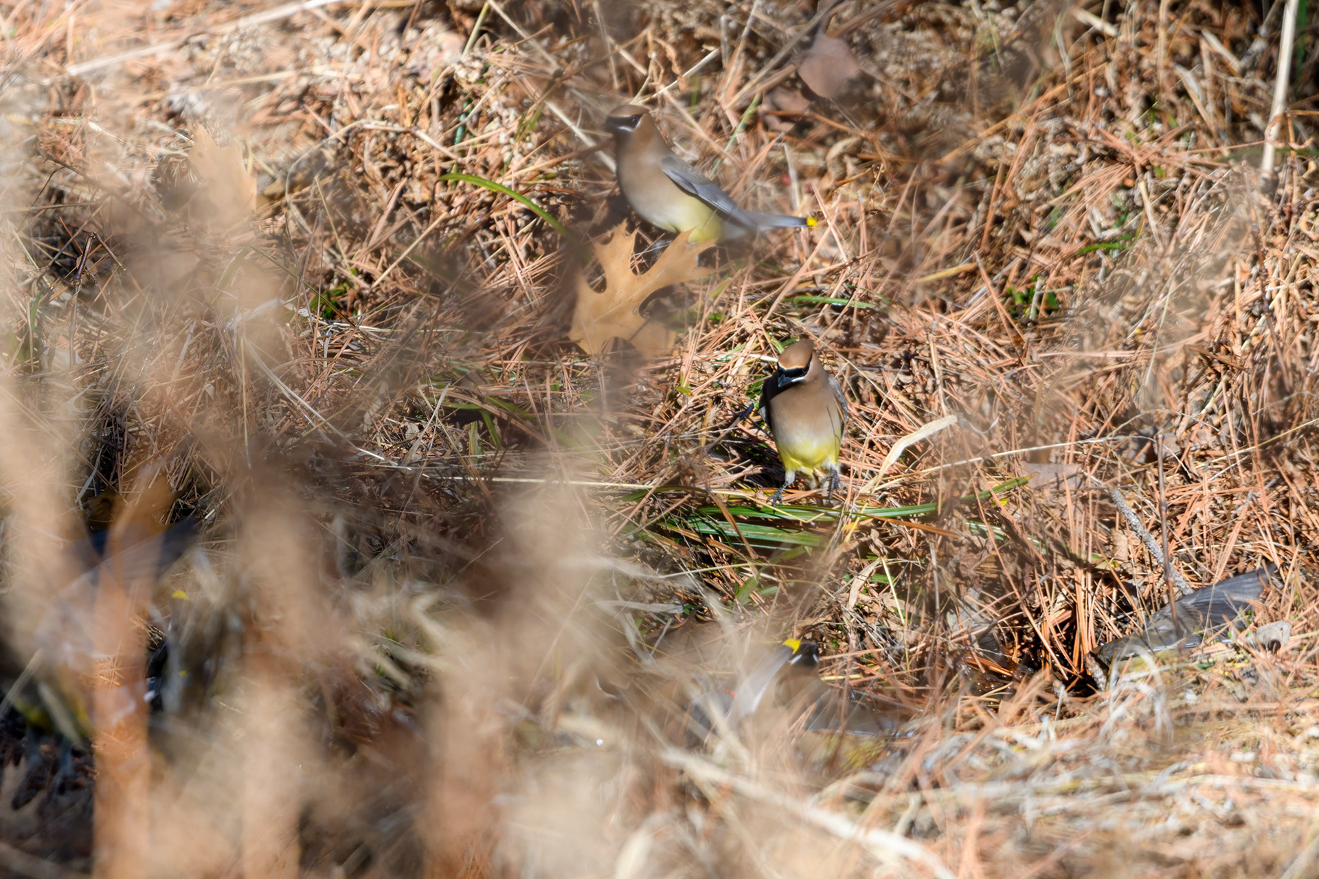 Cedar Waxwings (Bombycilla cedrorum)