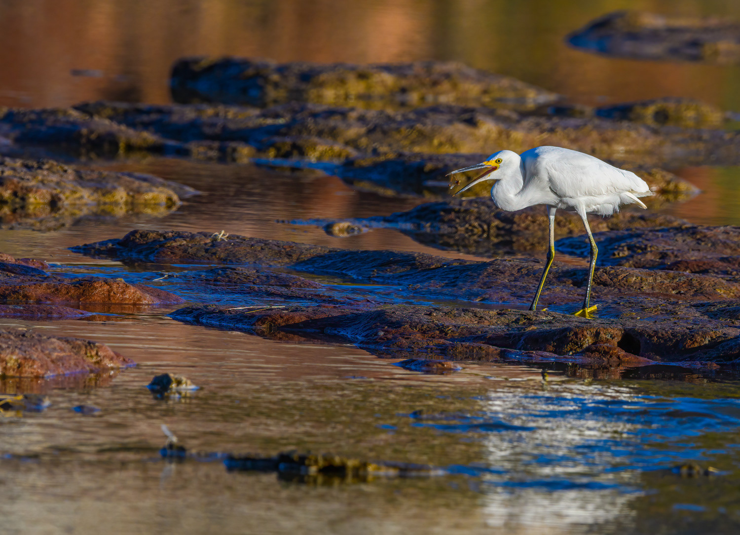 Snowy Egret (Egretta thula) 152-Edit