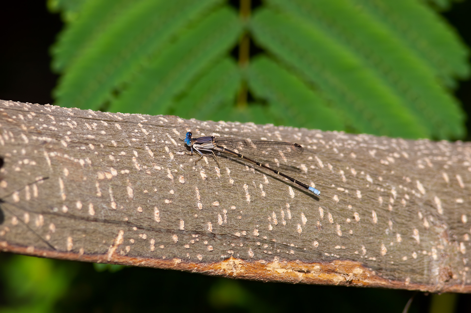 Blue-tipped Dancer (Argia tibialis)