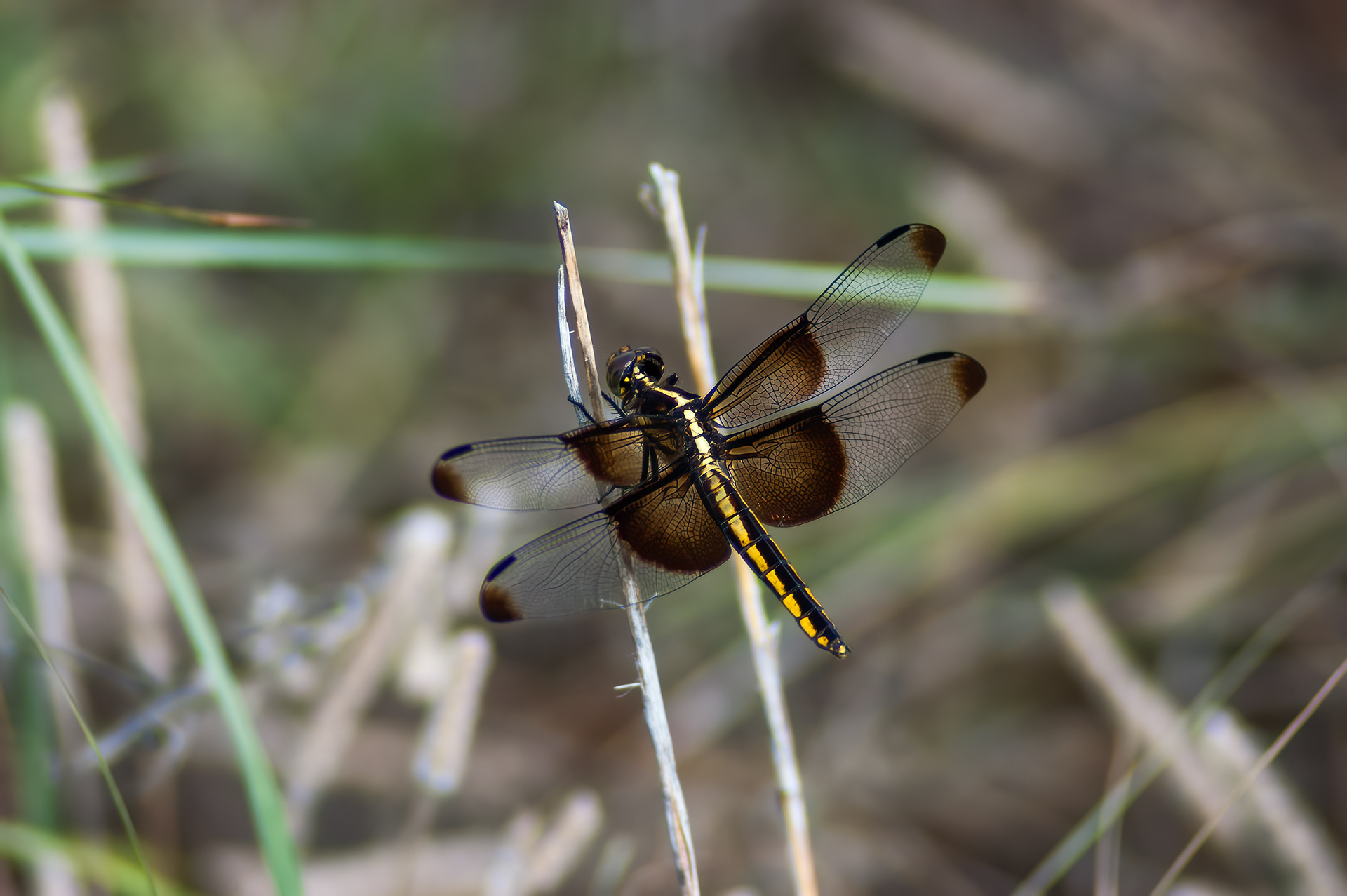 Widow Skimmer - Female (ibellula luctuosa)
