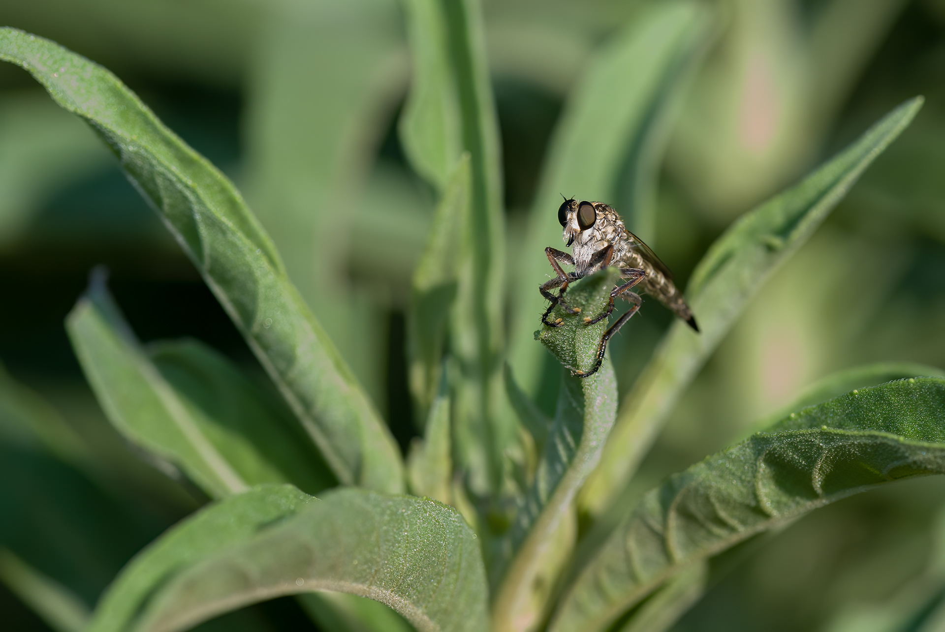 Robber Fly