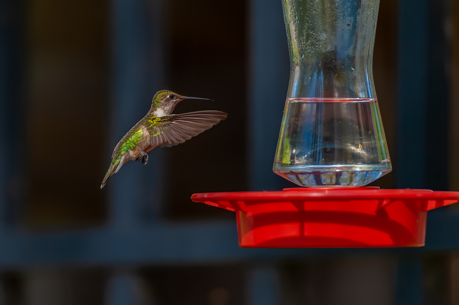 Ruby-throated Hummingbird - Female (Archilochus colubris))