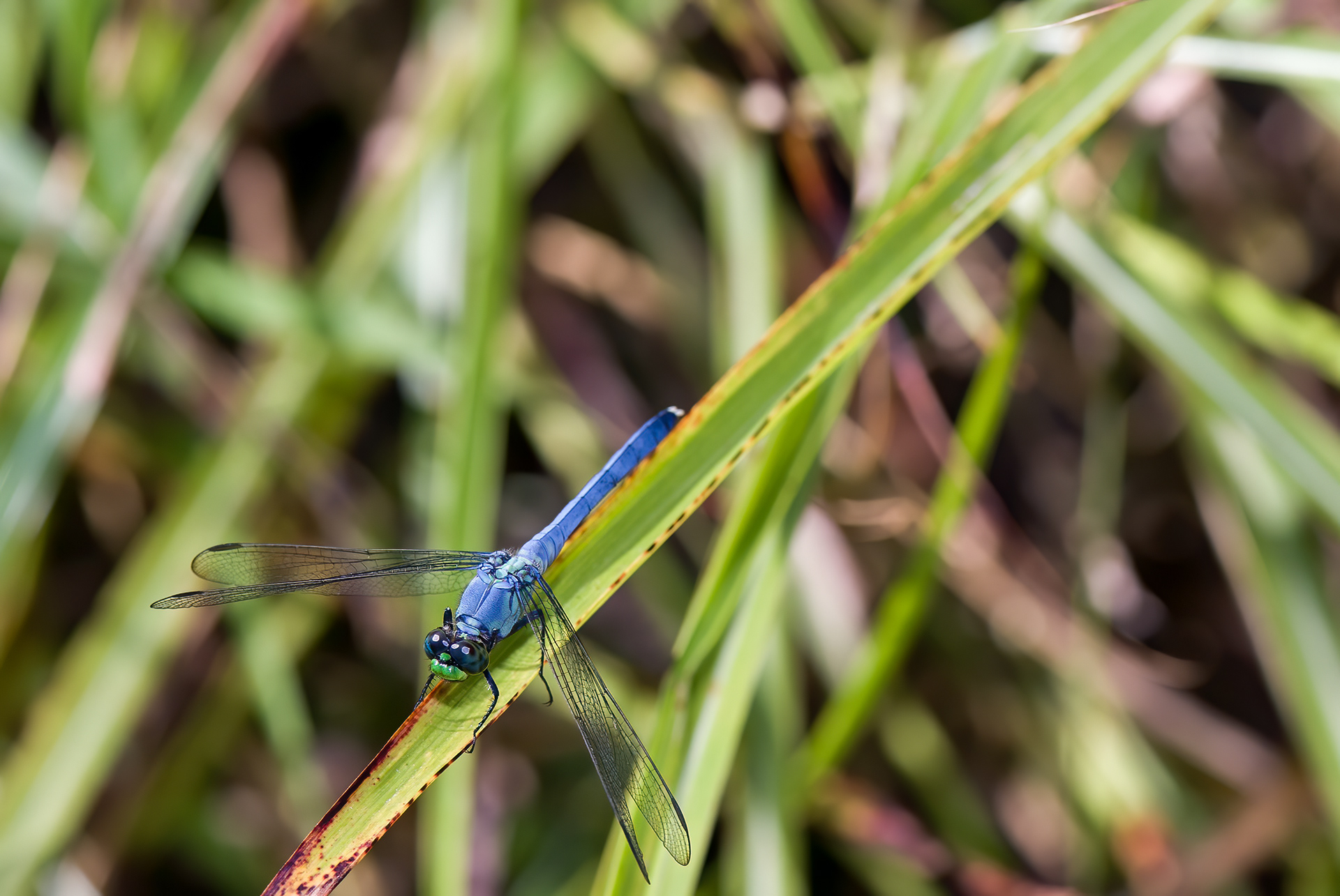 Eastern Pondhawk - Male  (Erythemis simplicicollis))