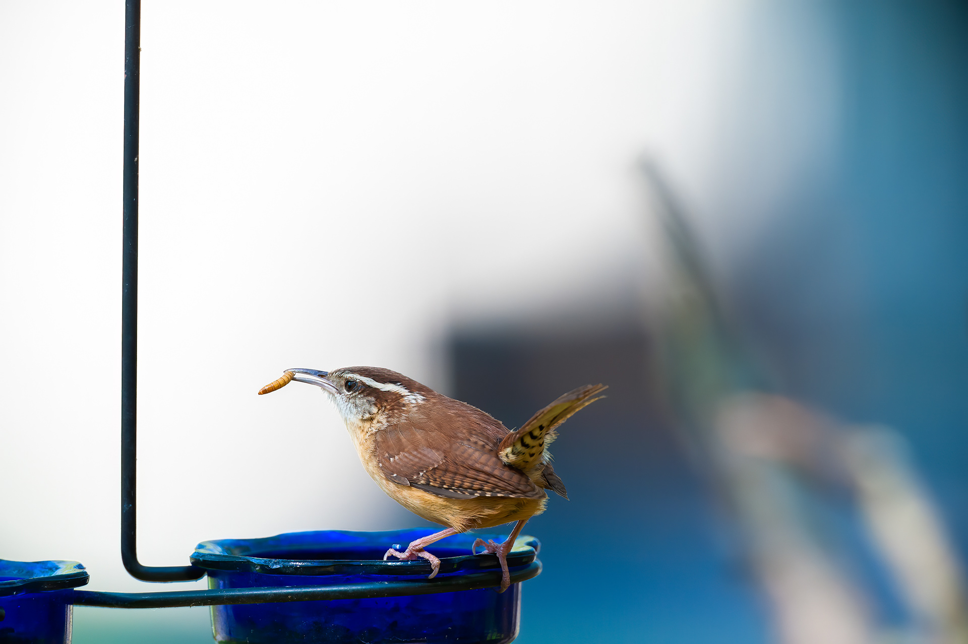 Carolina Wren