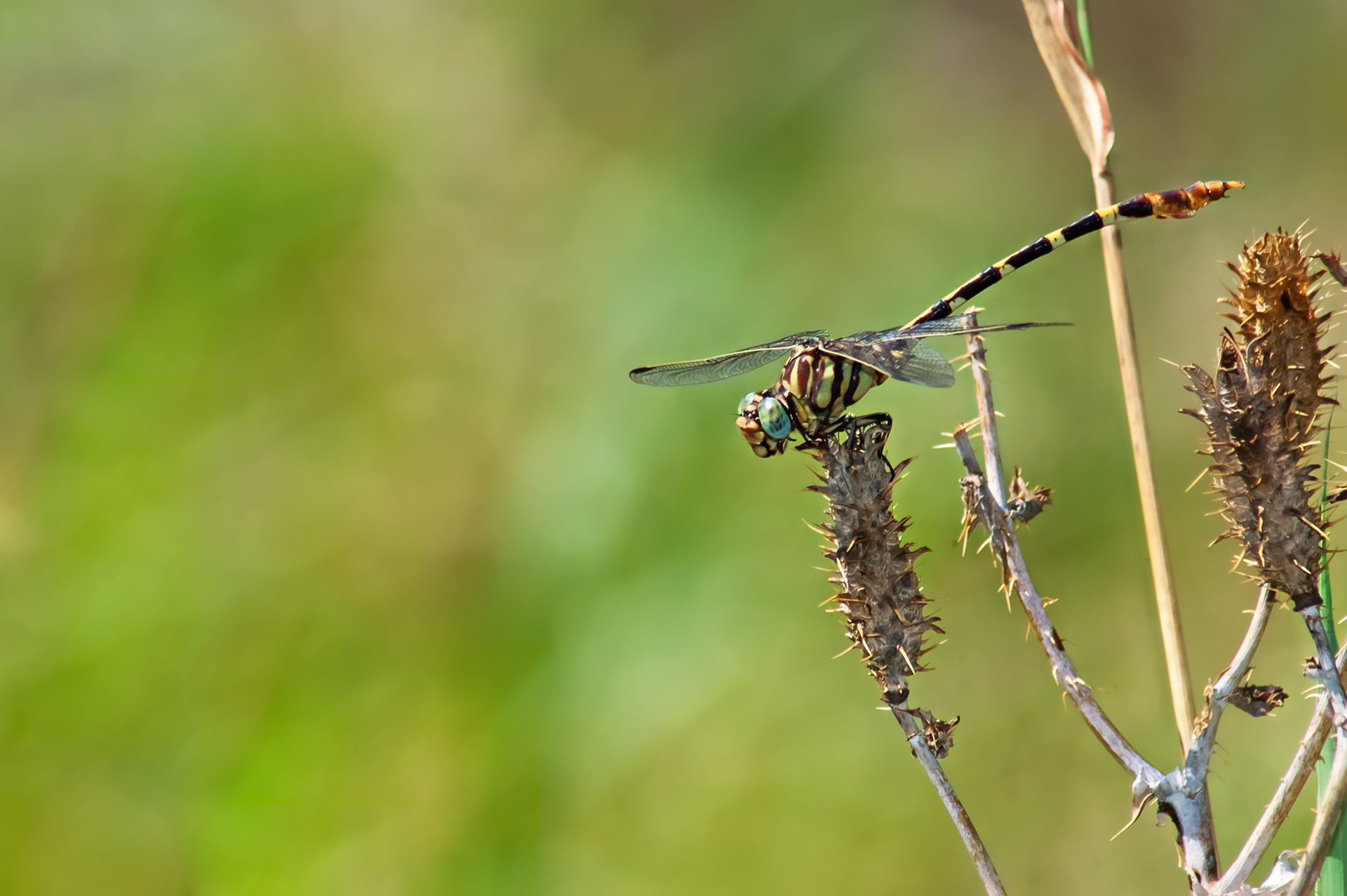 Four-striped Leaftail (Phyllogomphoides stigmatus) ODC Record #7308