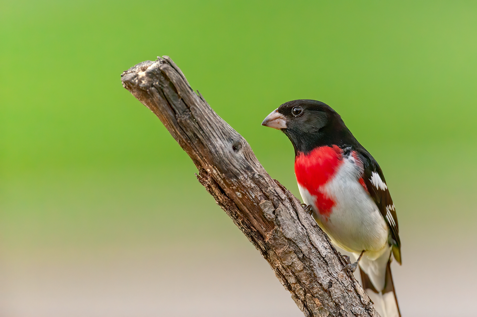 Rose-breasted Grosbeak - Male (Pheucticus ludovicianus)