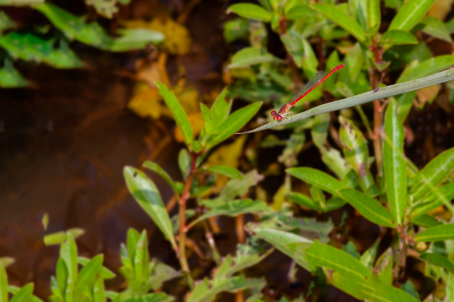 Desert Firetail (Telebasis salva)