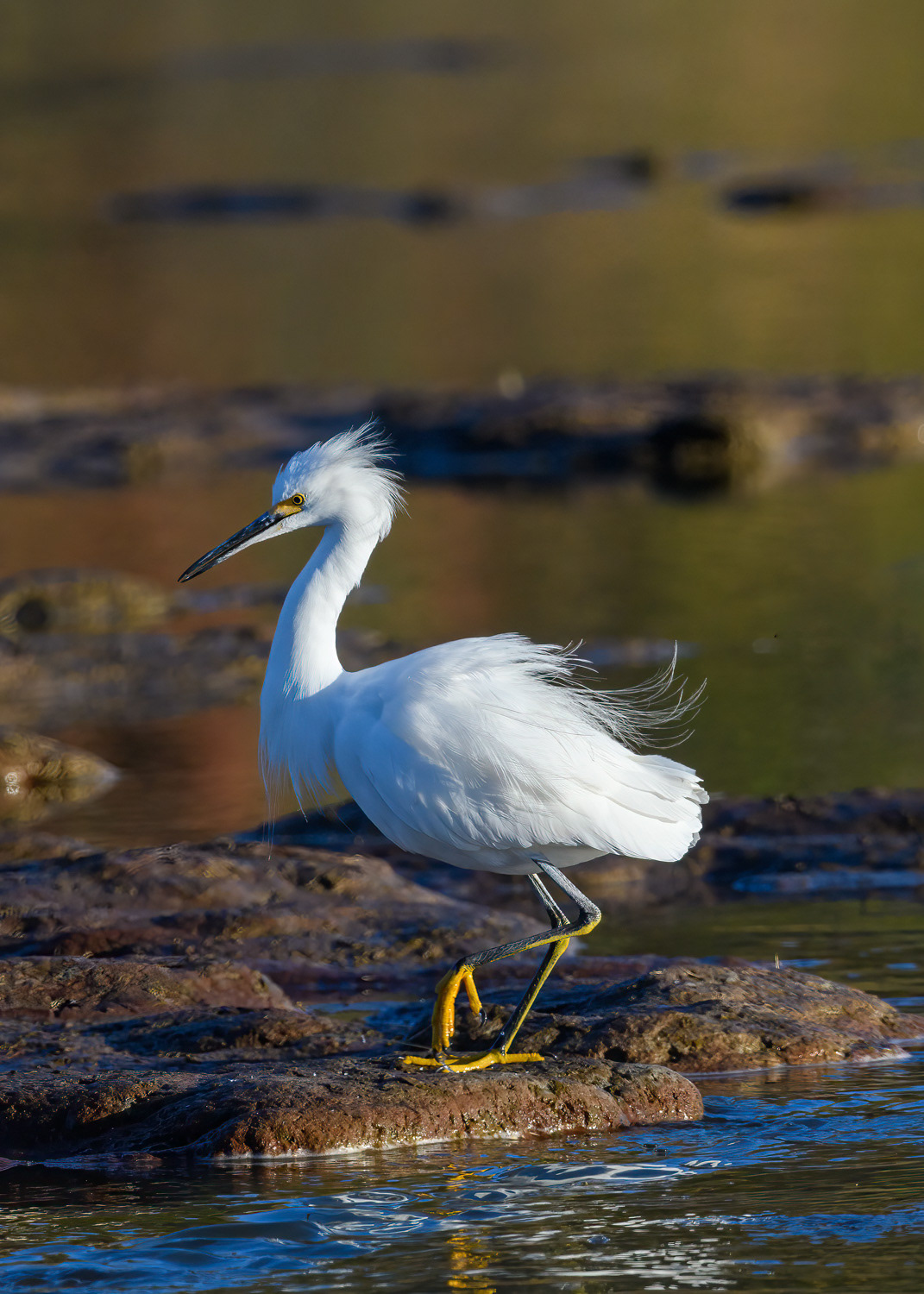 Snowy Egret (Egretta thula) 152-Edit