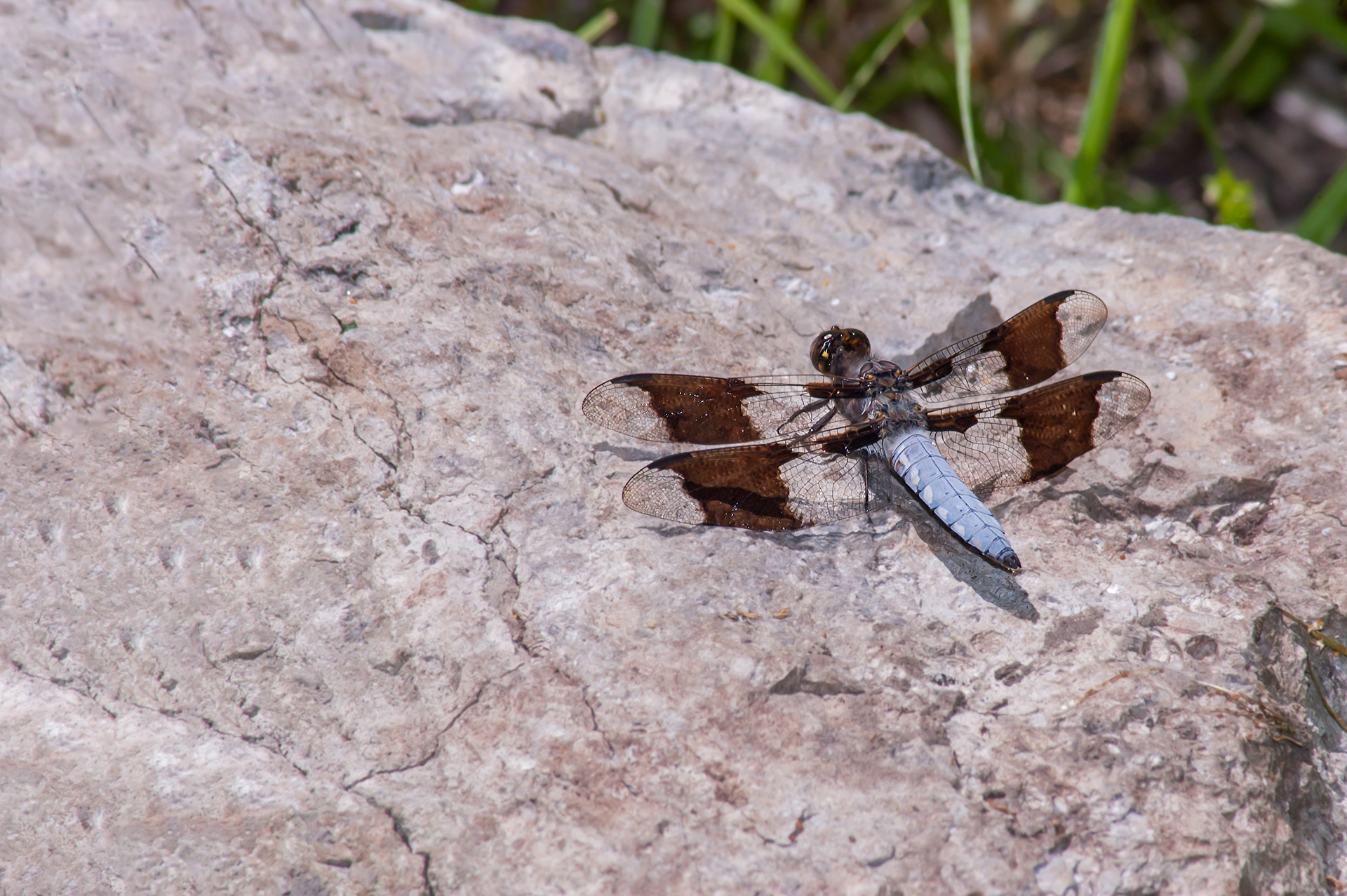 Common Whitetail - Male (Plathemis lydia )
