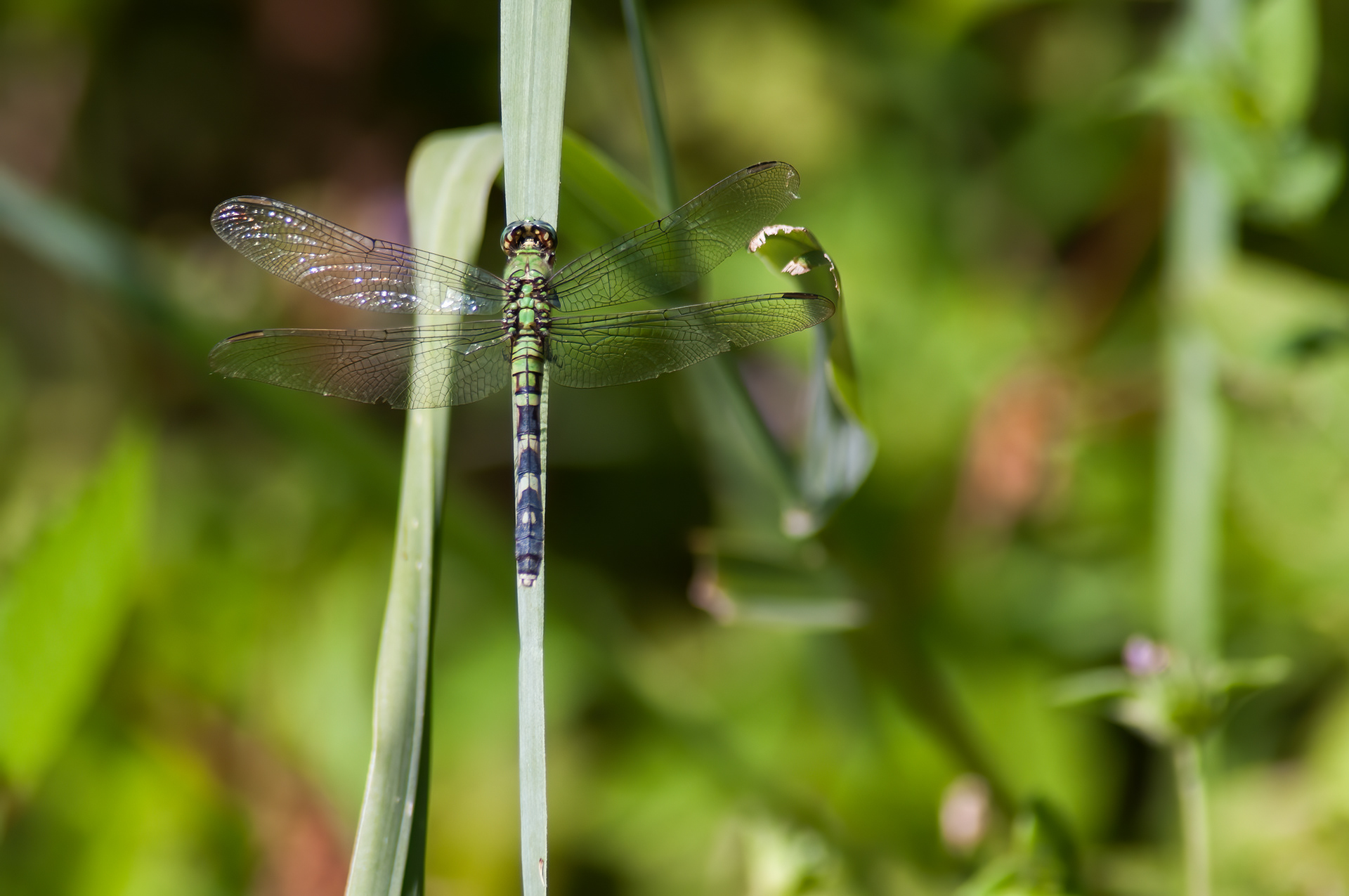 Eastern Pondhawk - Female (Erythemis simplicicollis)