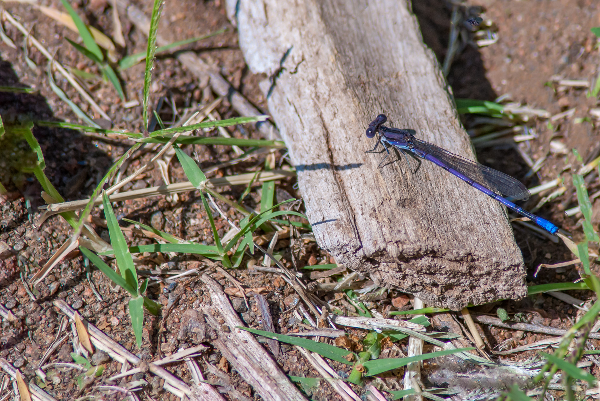 Violet Dancer  (Argia fumipennis)