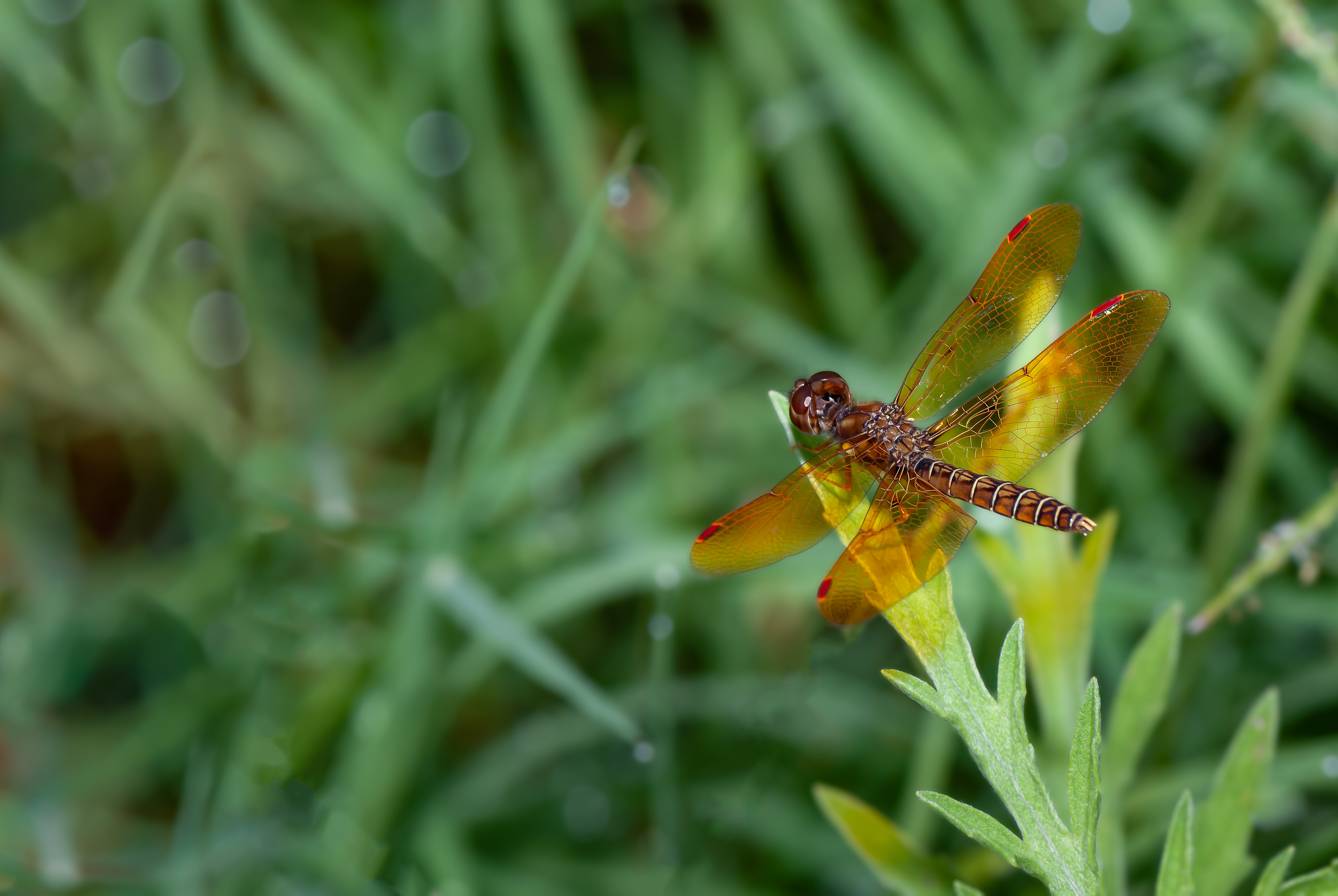 Eastern Amberwing (Perithemis tenera)