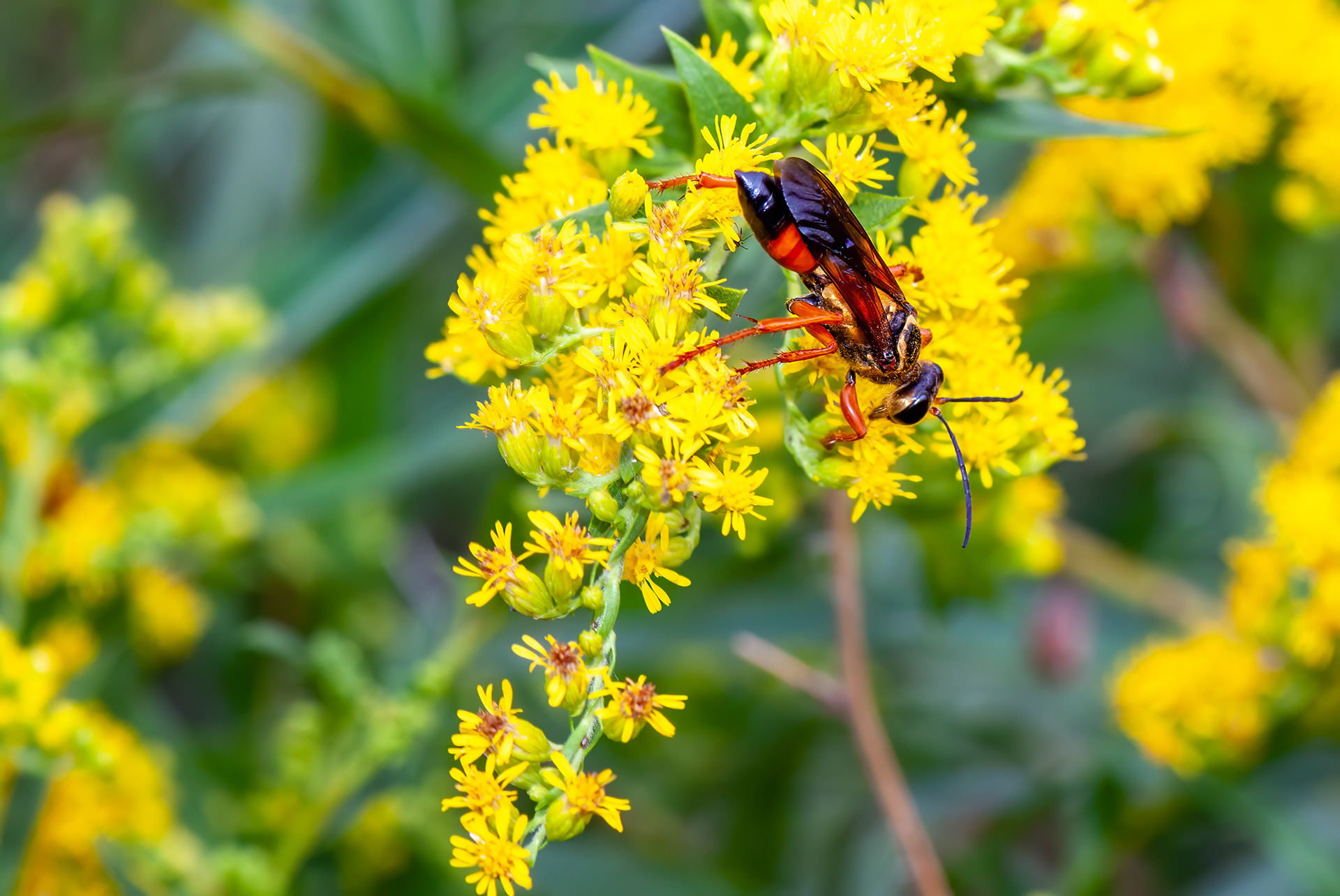 Golden Digger Wasp (Sphex ichneumoneus)