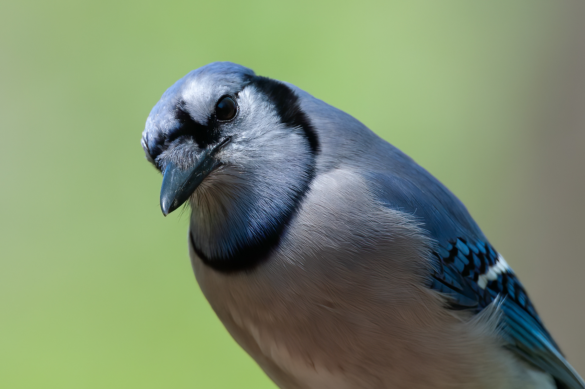 Blue Jay