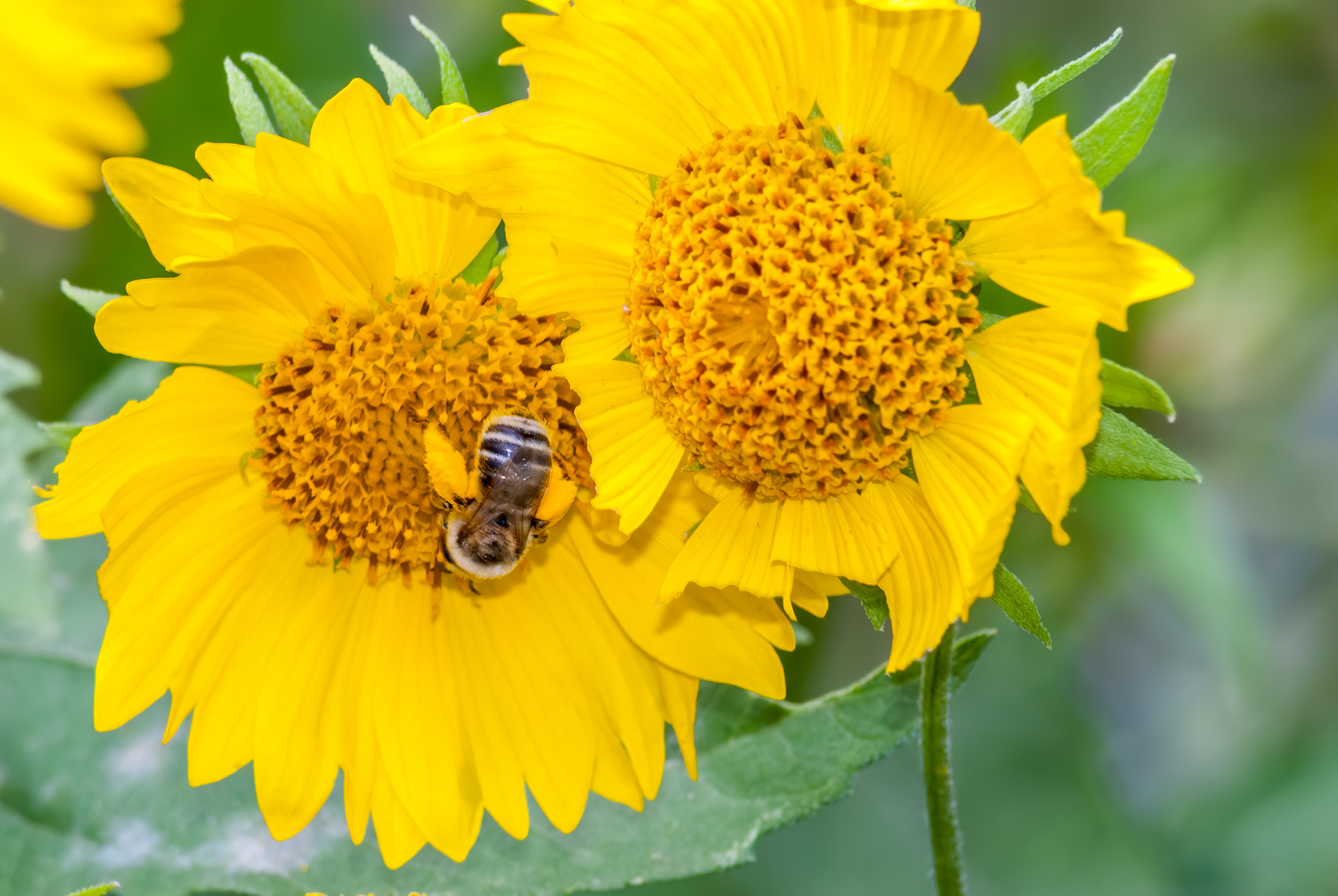 Honeybee (Apis Mellifera)