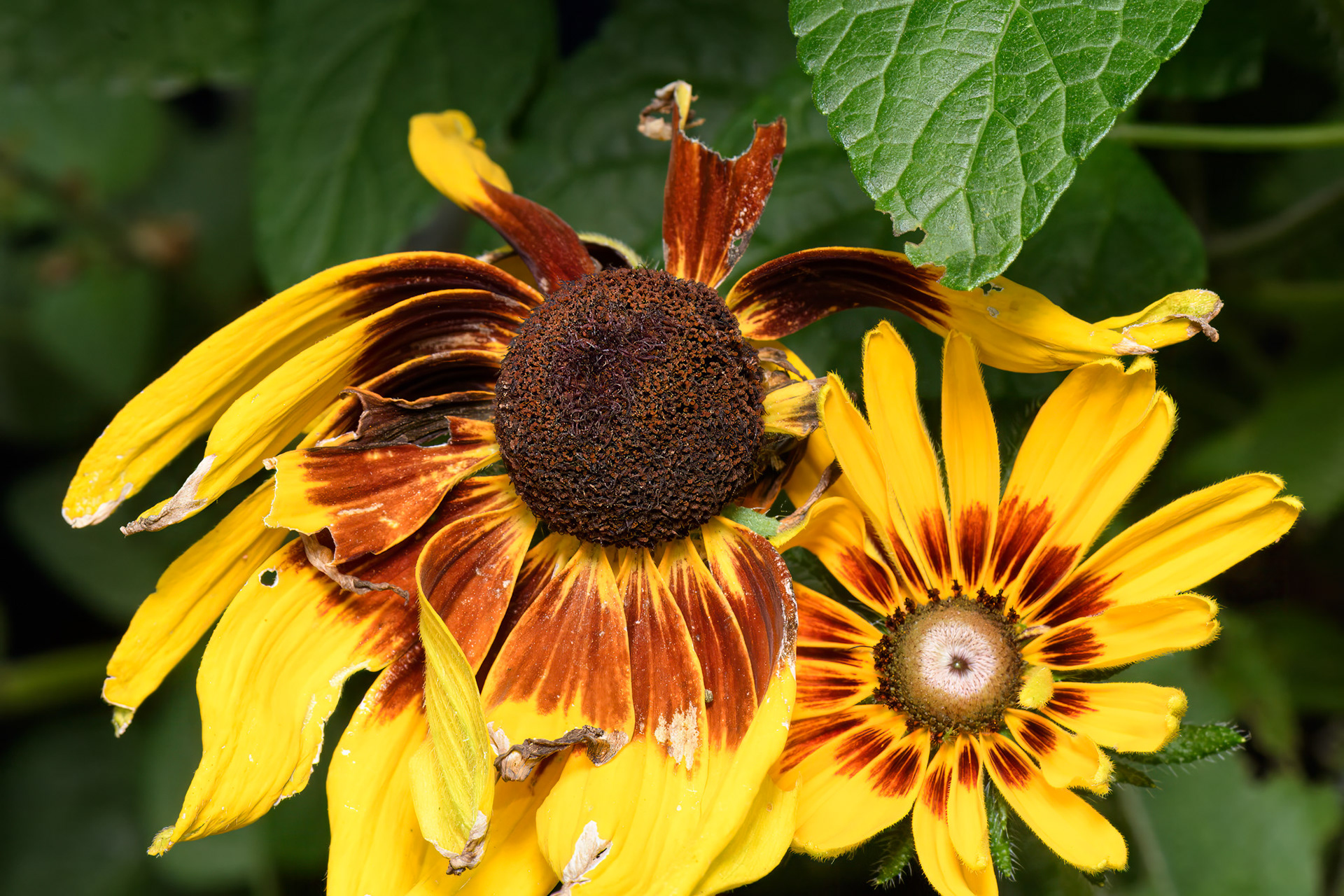 Rustic Dwarf Coneflower (Rudbeckia hirta) 0001