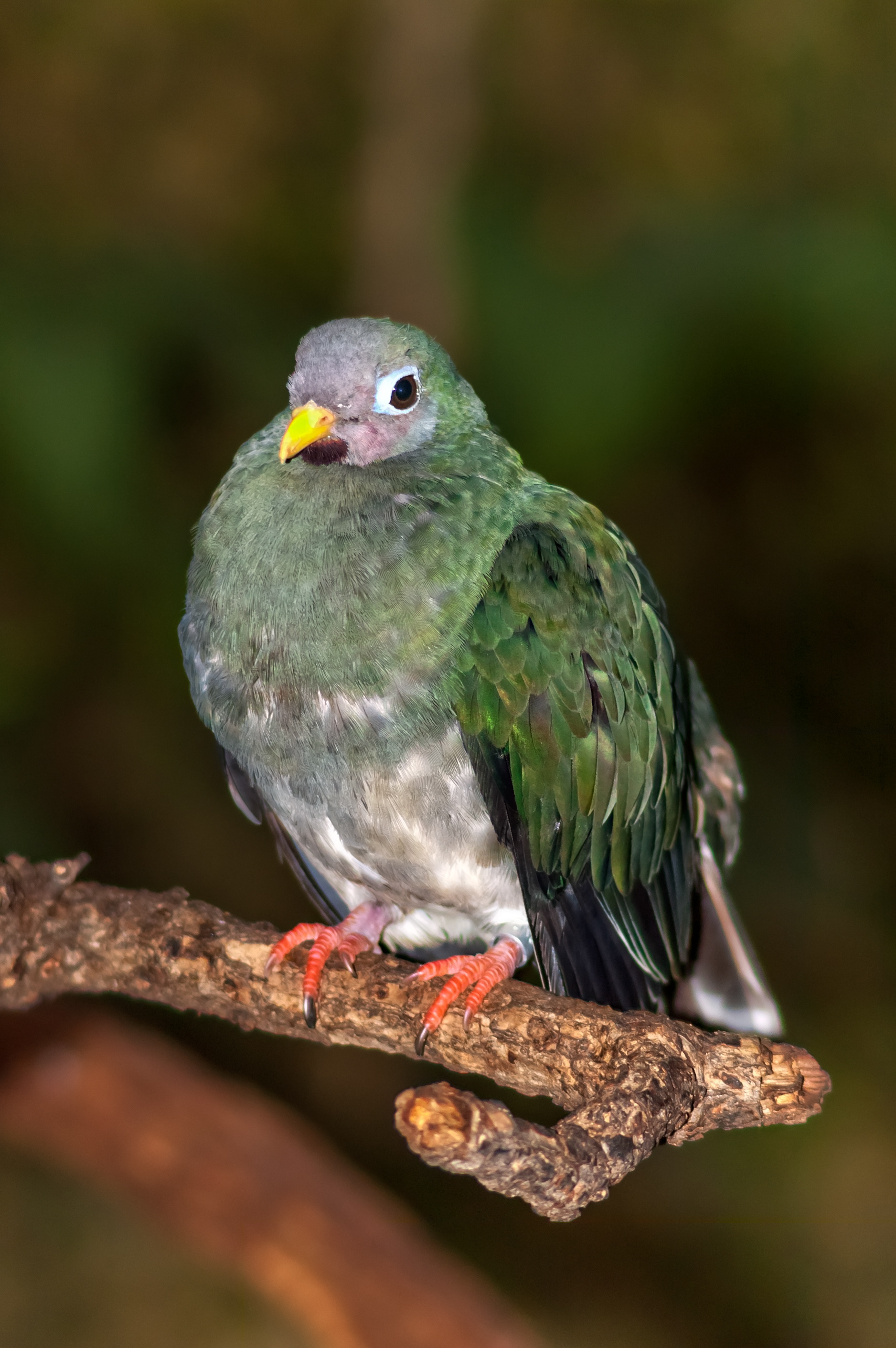 Female Black-chinned Fruit Dove