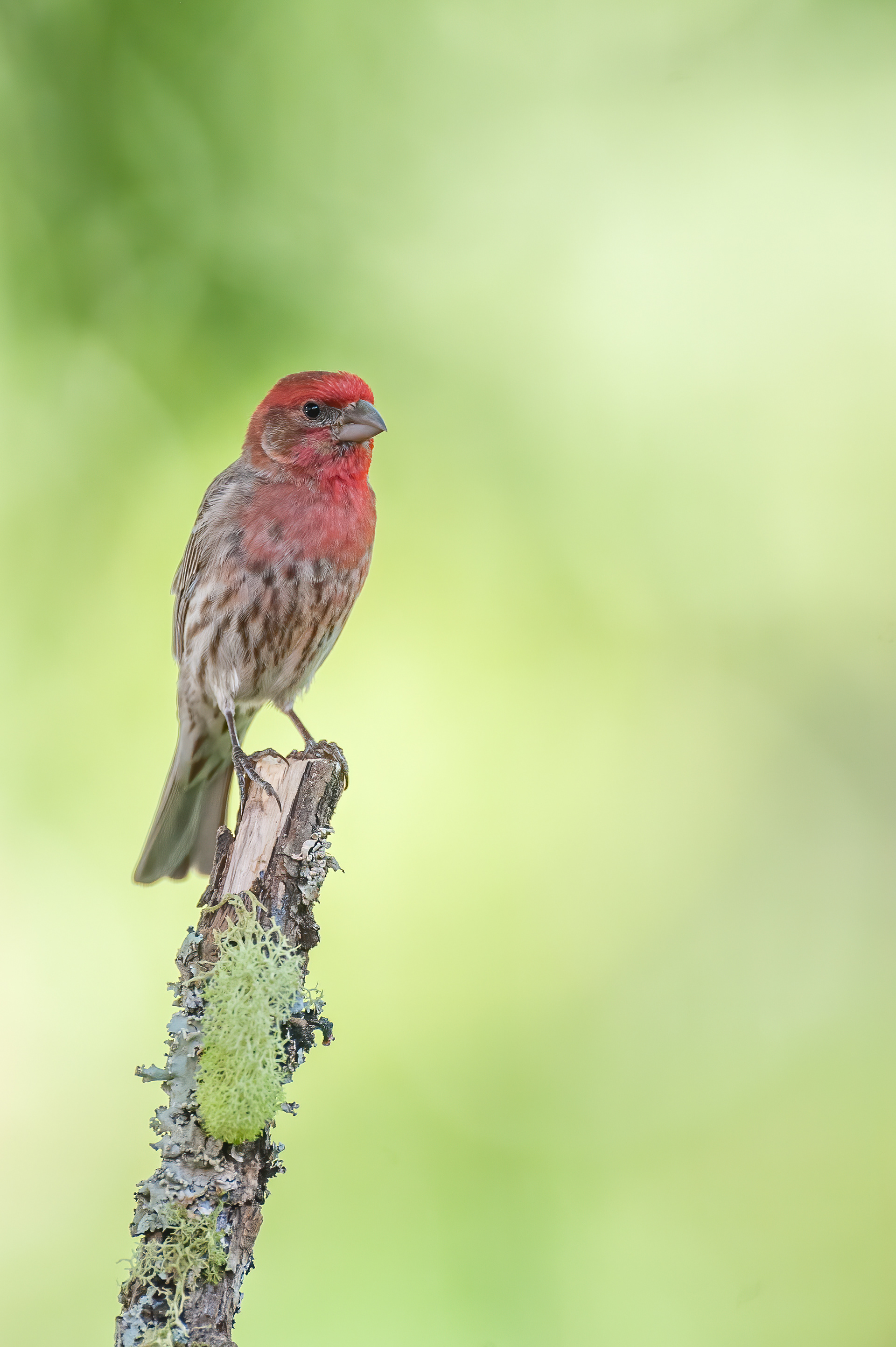 House Finch - Male (Spring)