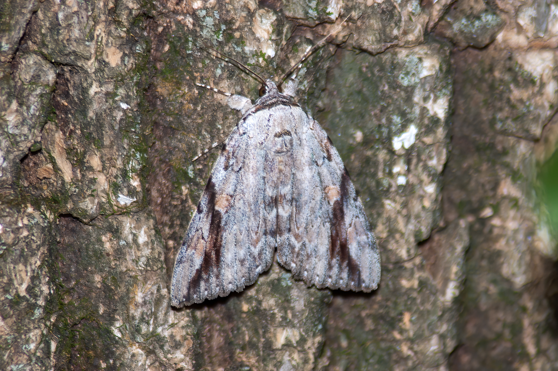 Sad Underwing Moth (Catocala maestosa)