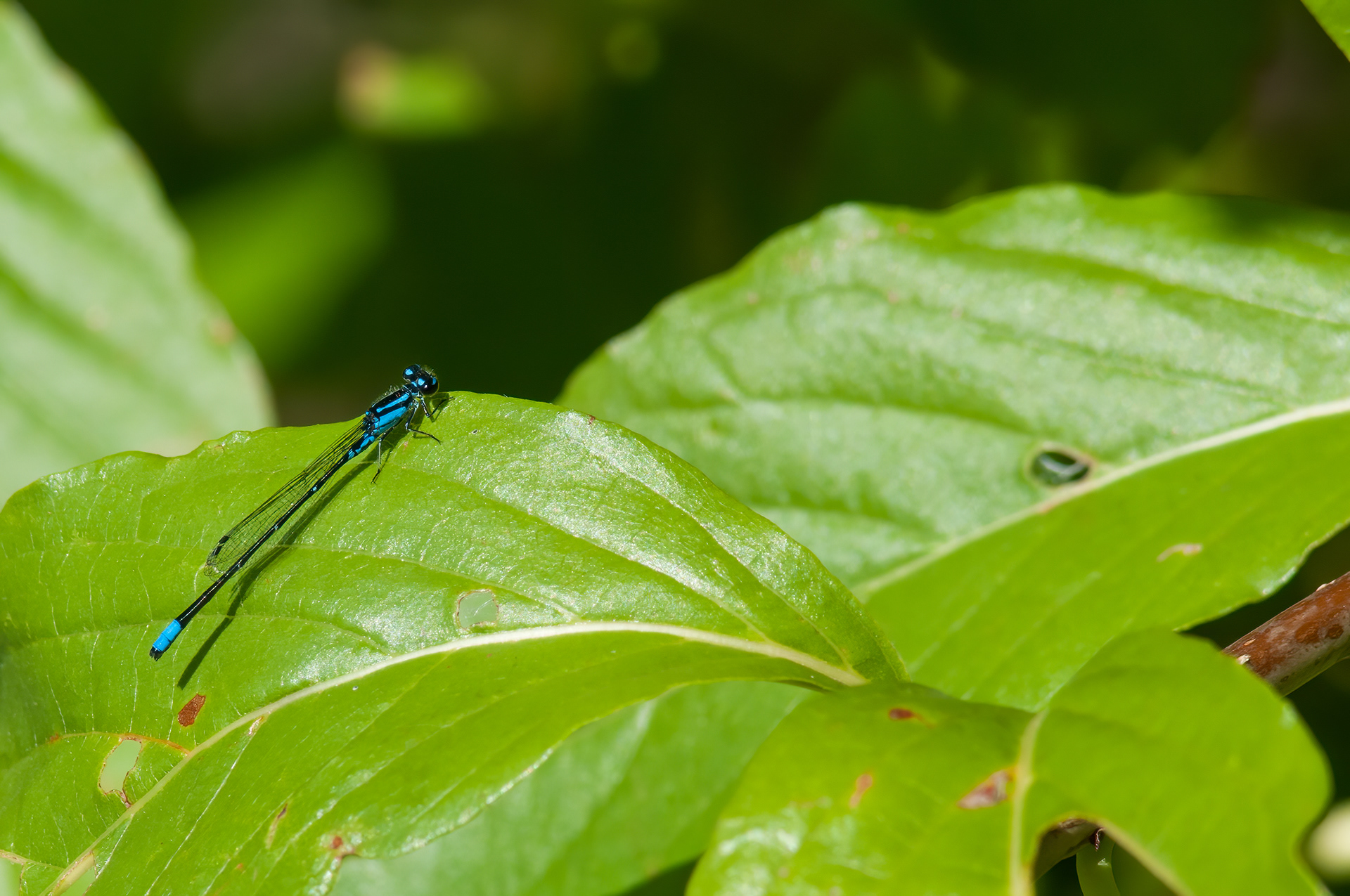 Blue-tipped Dancer (Argia tibialis)