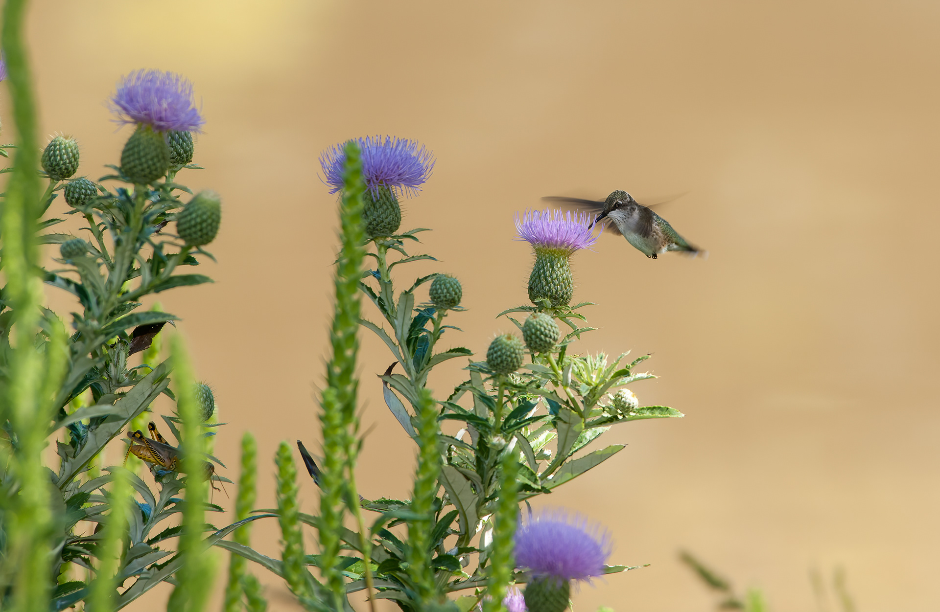 Ruby-throated Hummingbird - Female (Archilochus colubris))