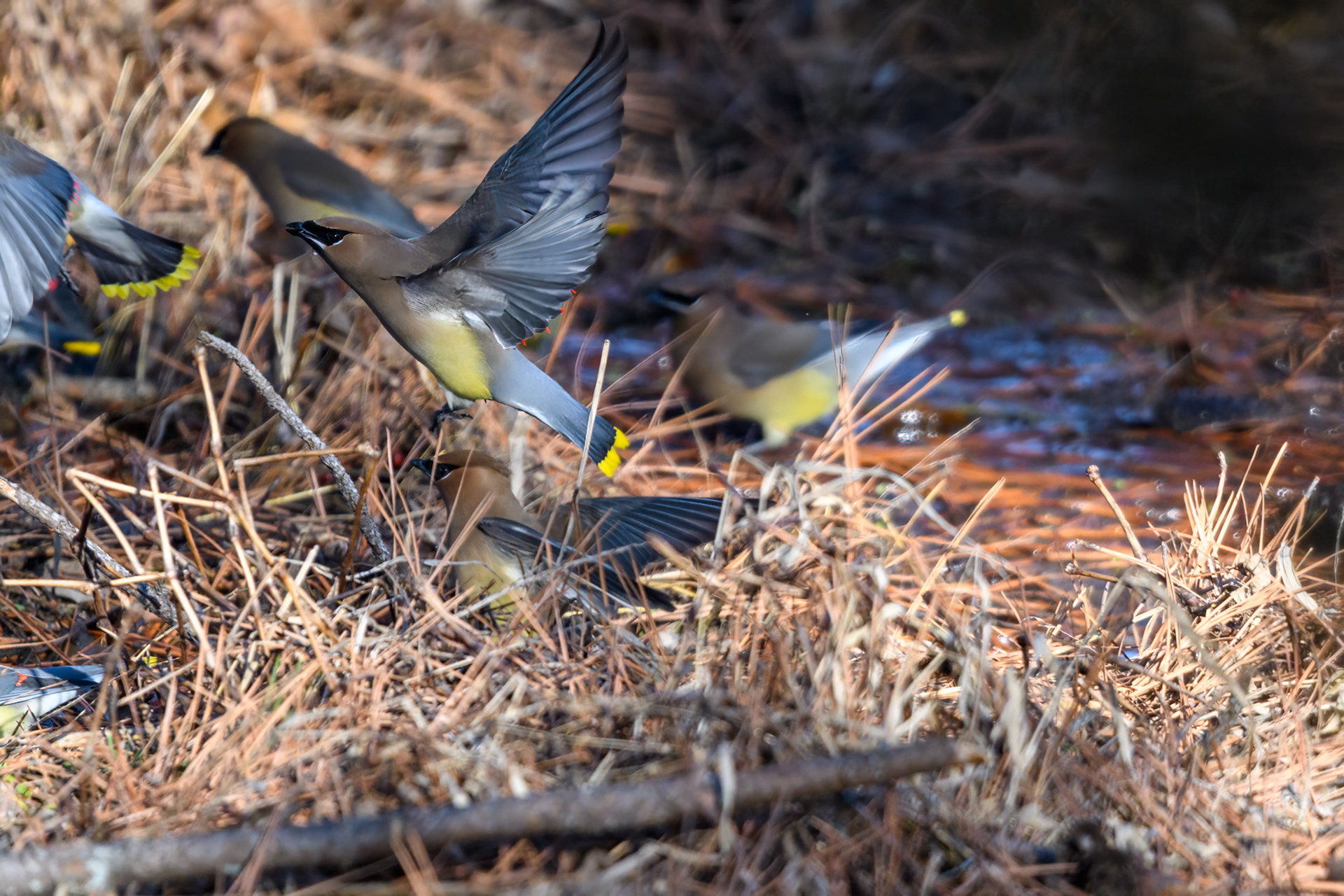 Cedar Waxwings (Bombycilla cedrorum)
