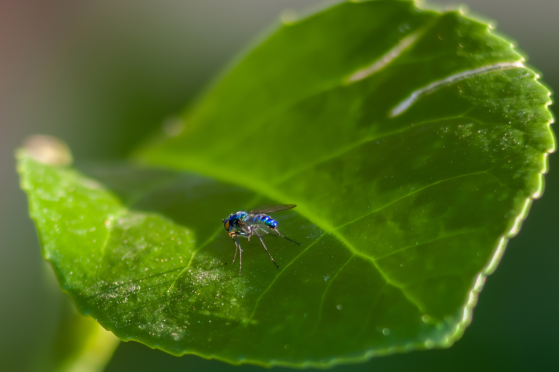 Long-legged Fly (Chrysosoma spp)