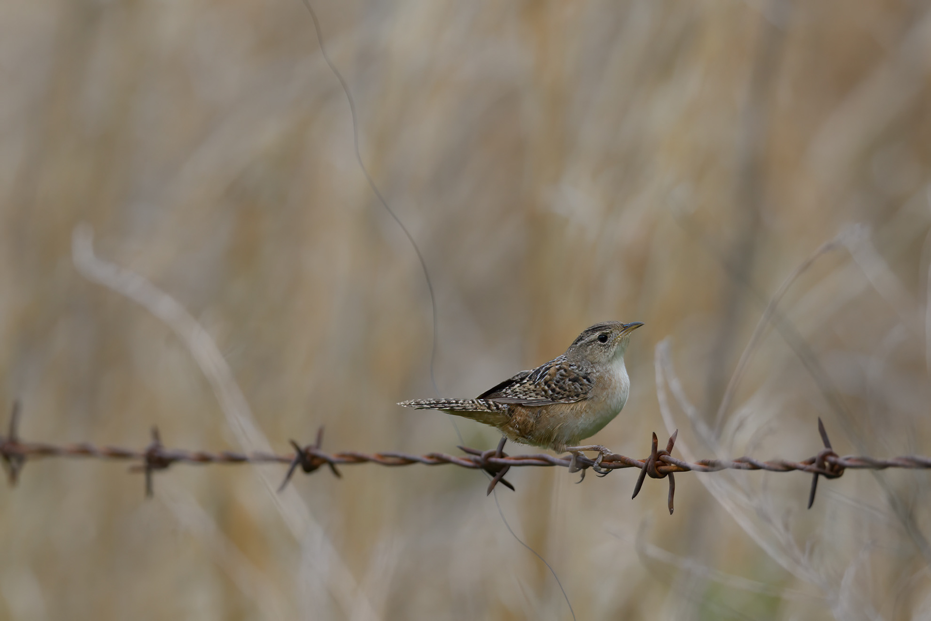 Marsh Wren (Cistothorus palustris)