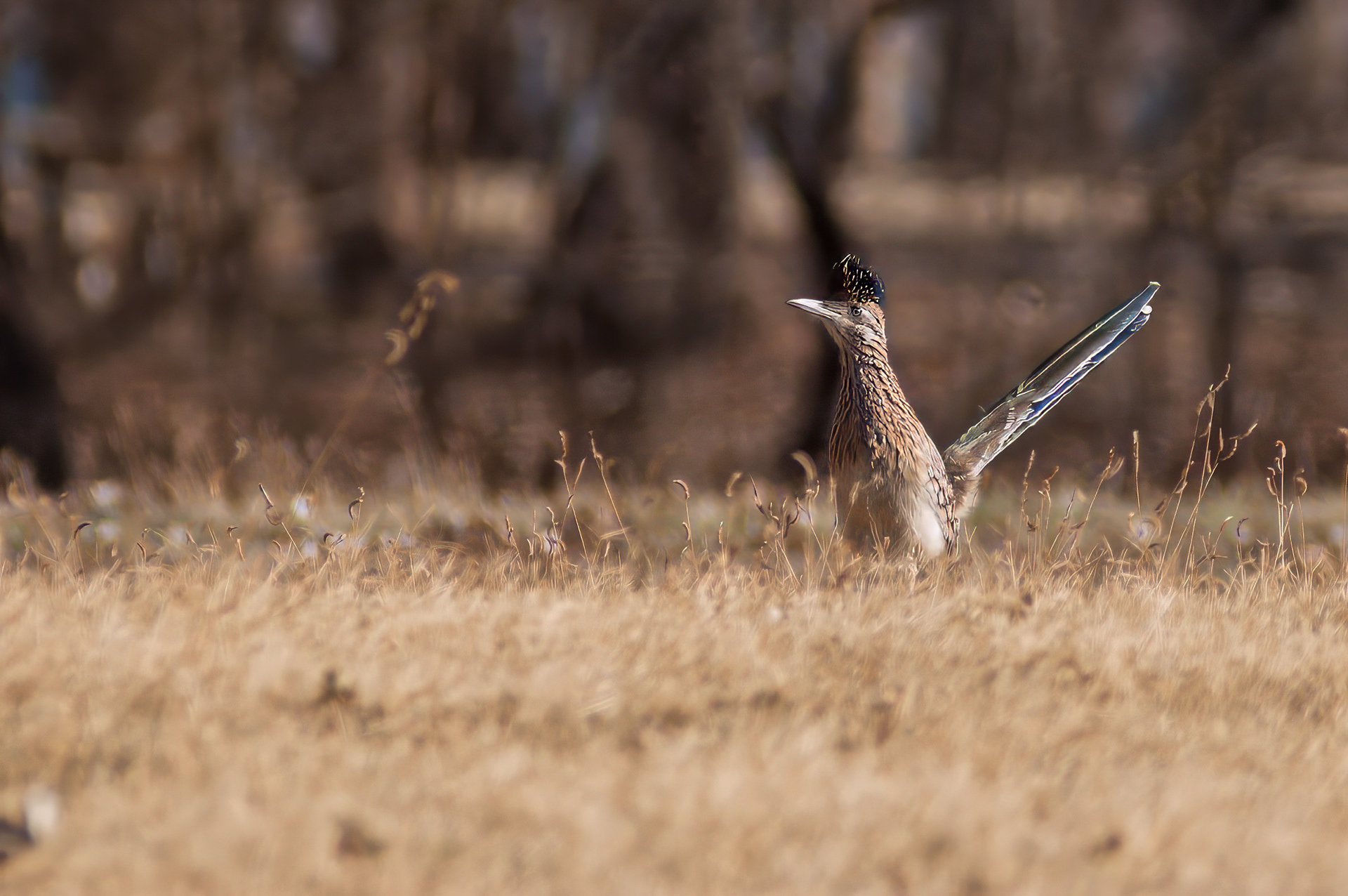 Greater roadrunner (Geococcyx californianus)