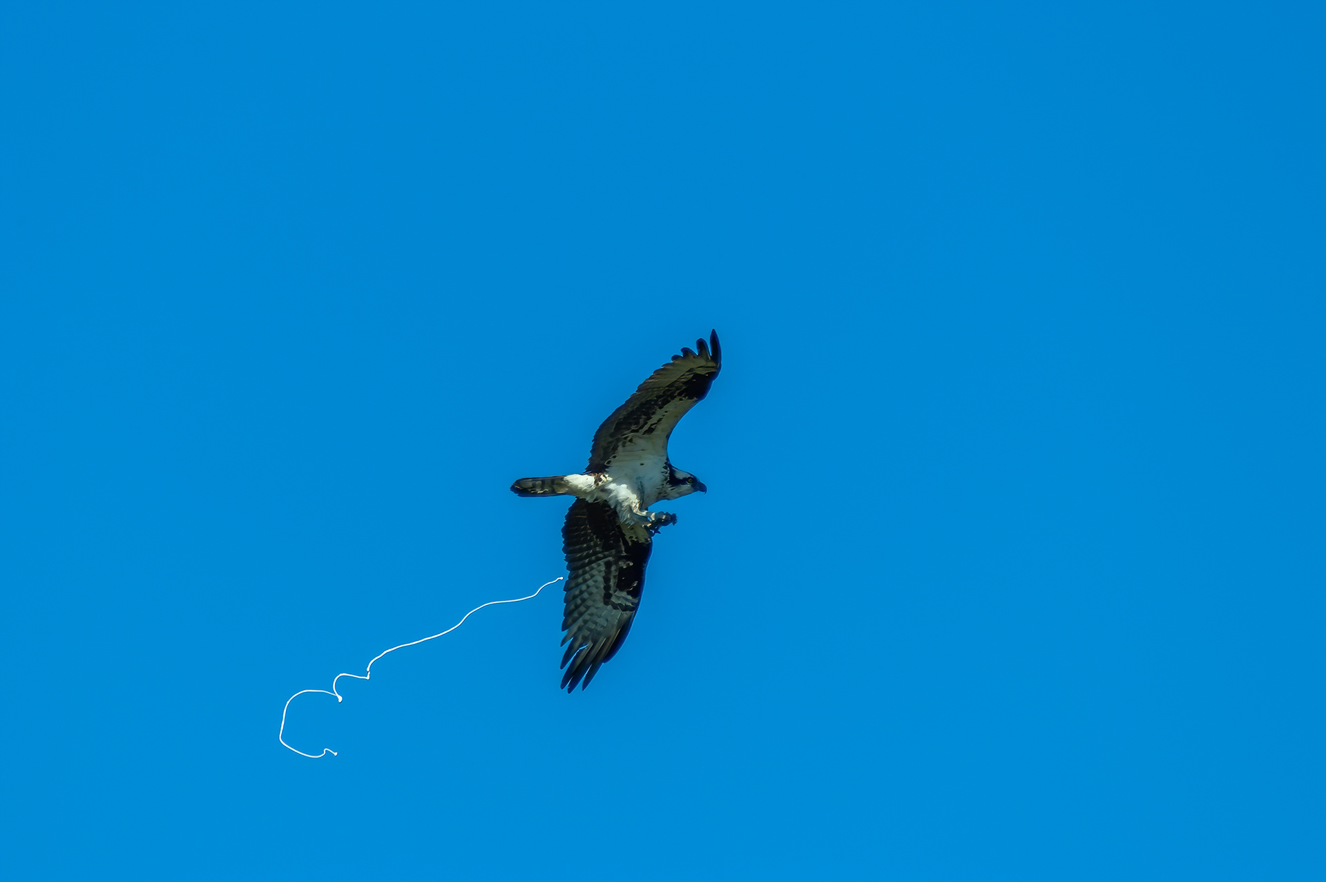 Osprey (Pandion haliaetus)
