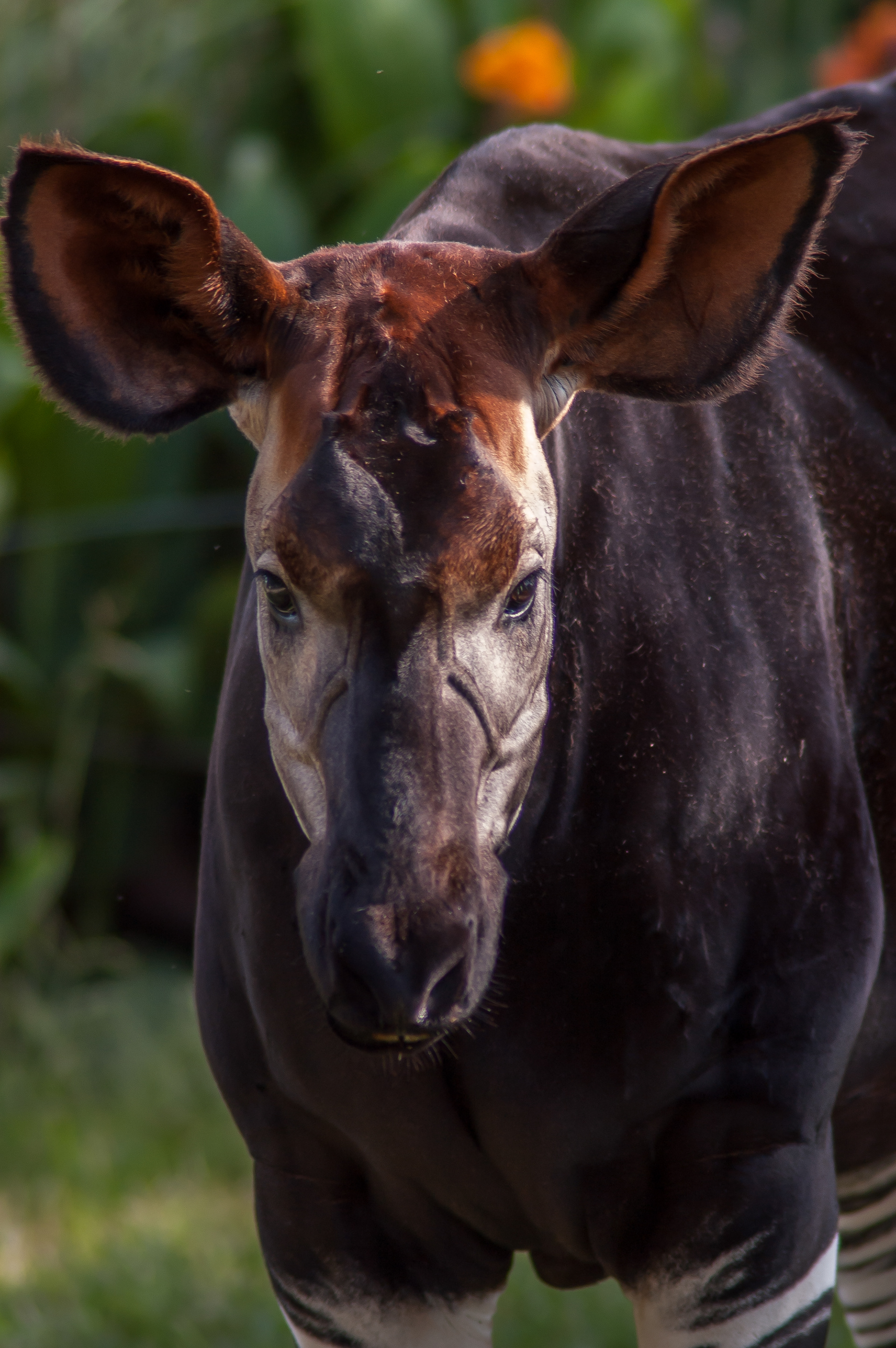 Okapi
