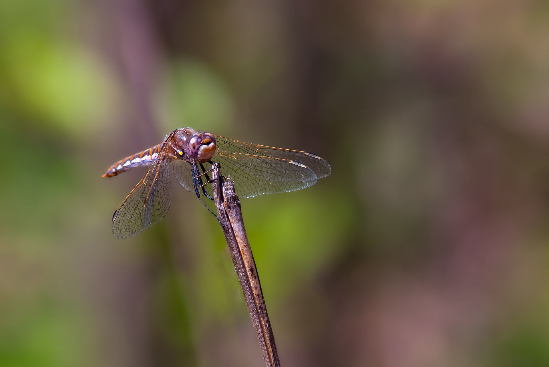 Variegated Meadowhawk  (Sympetrum corruptum)