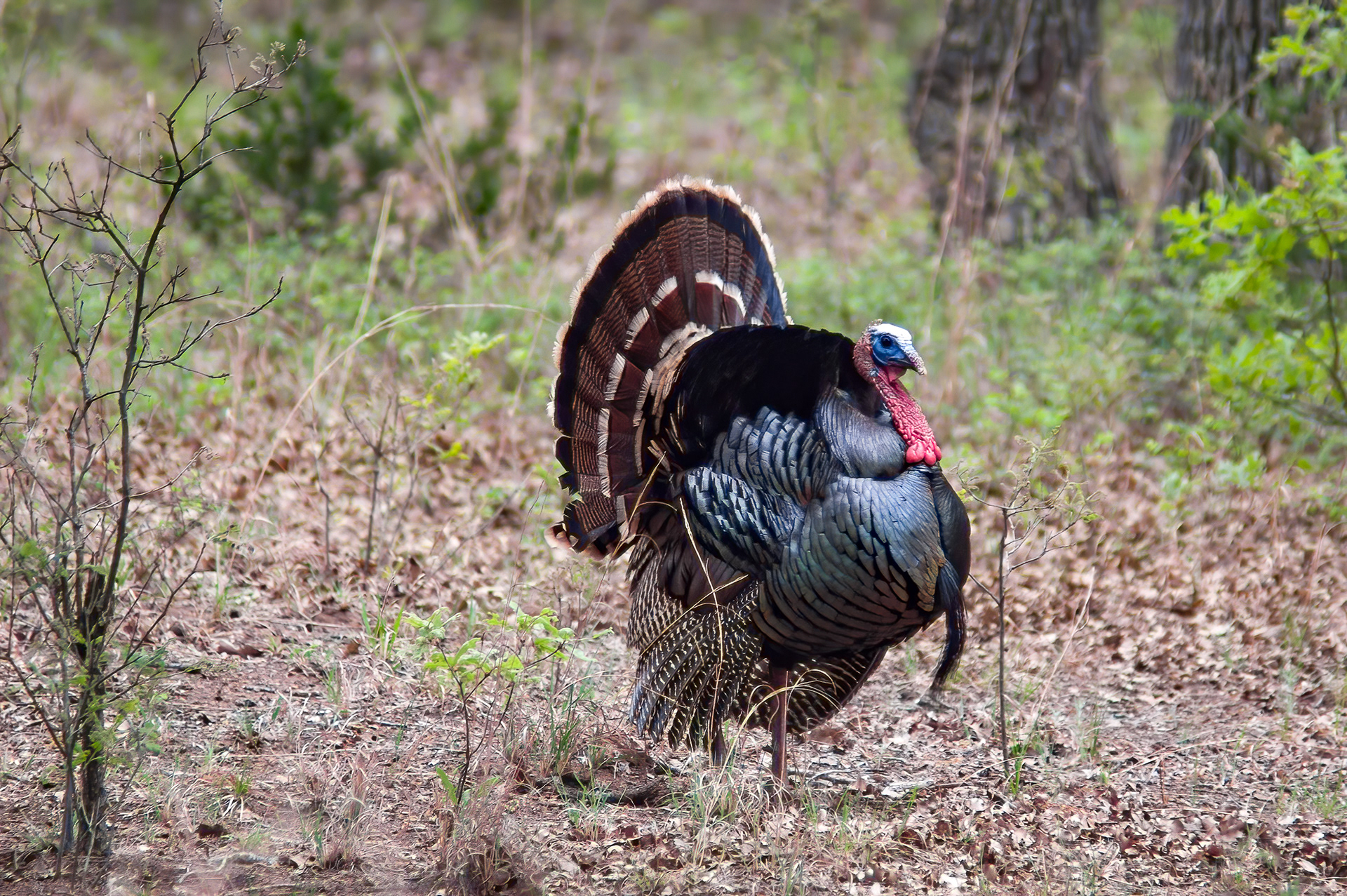 Wild Turkey (Meleagris gallopavo)