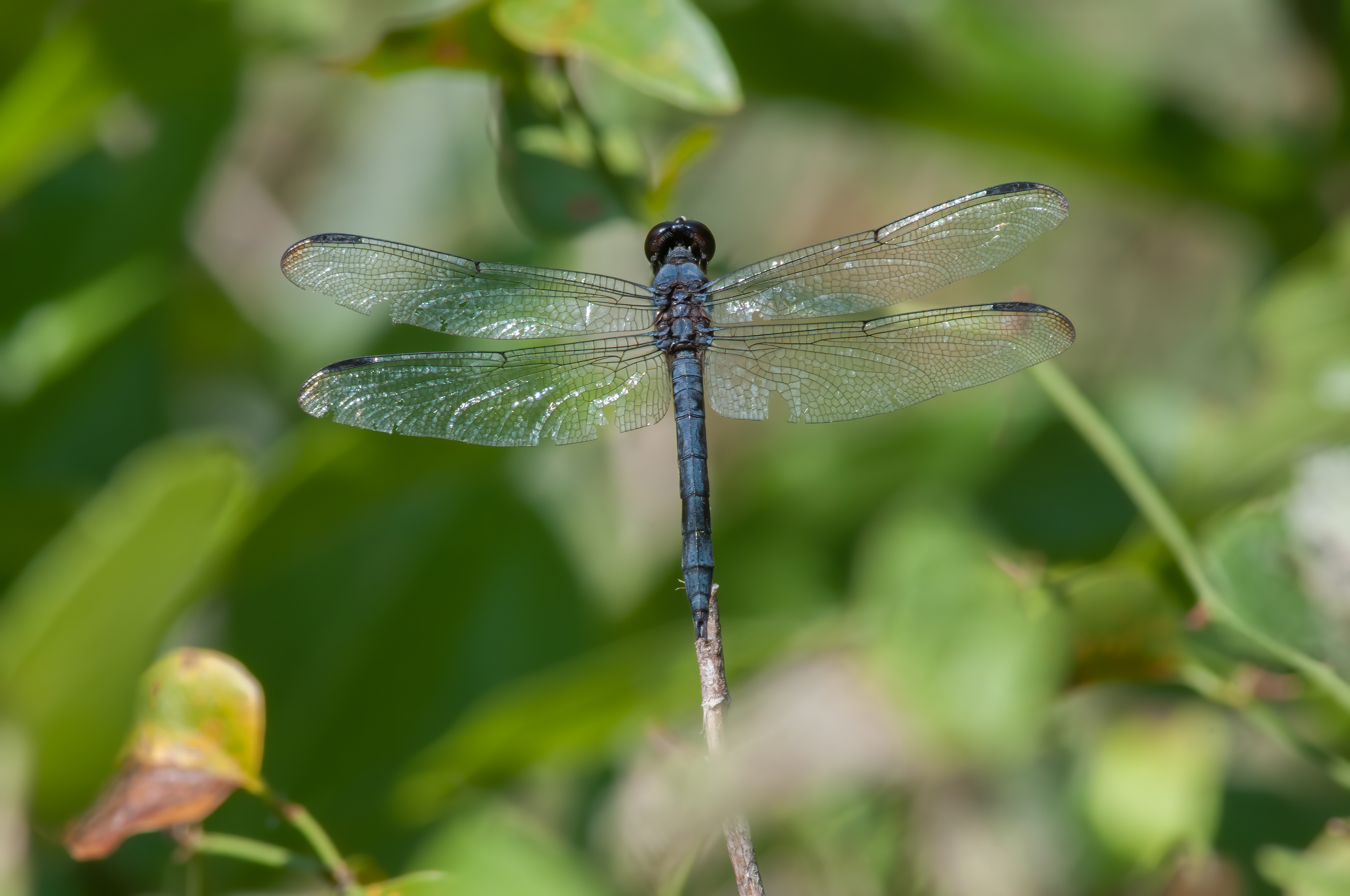 Spangled Skimmer - Male (Libellula cyanea)