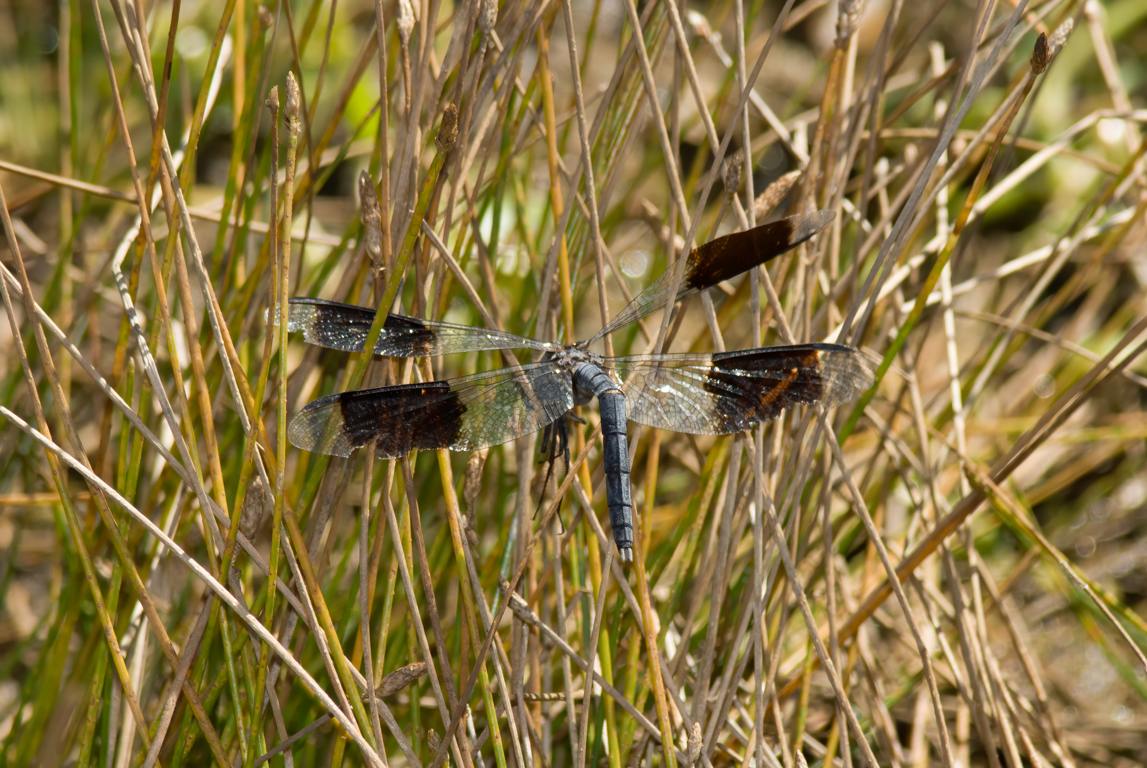 Band-winged Dragonlet (Erythrodiplax umbrata) ODV record #284286