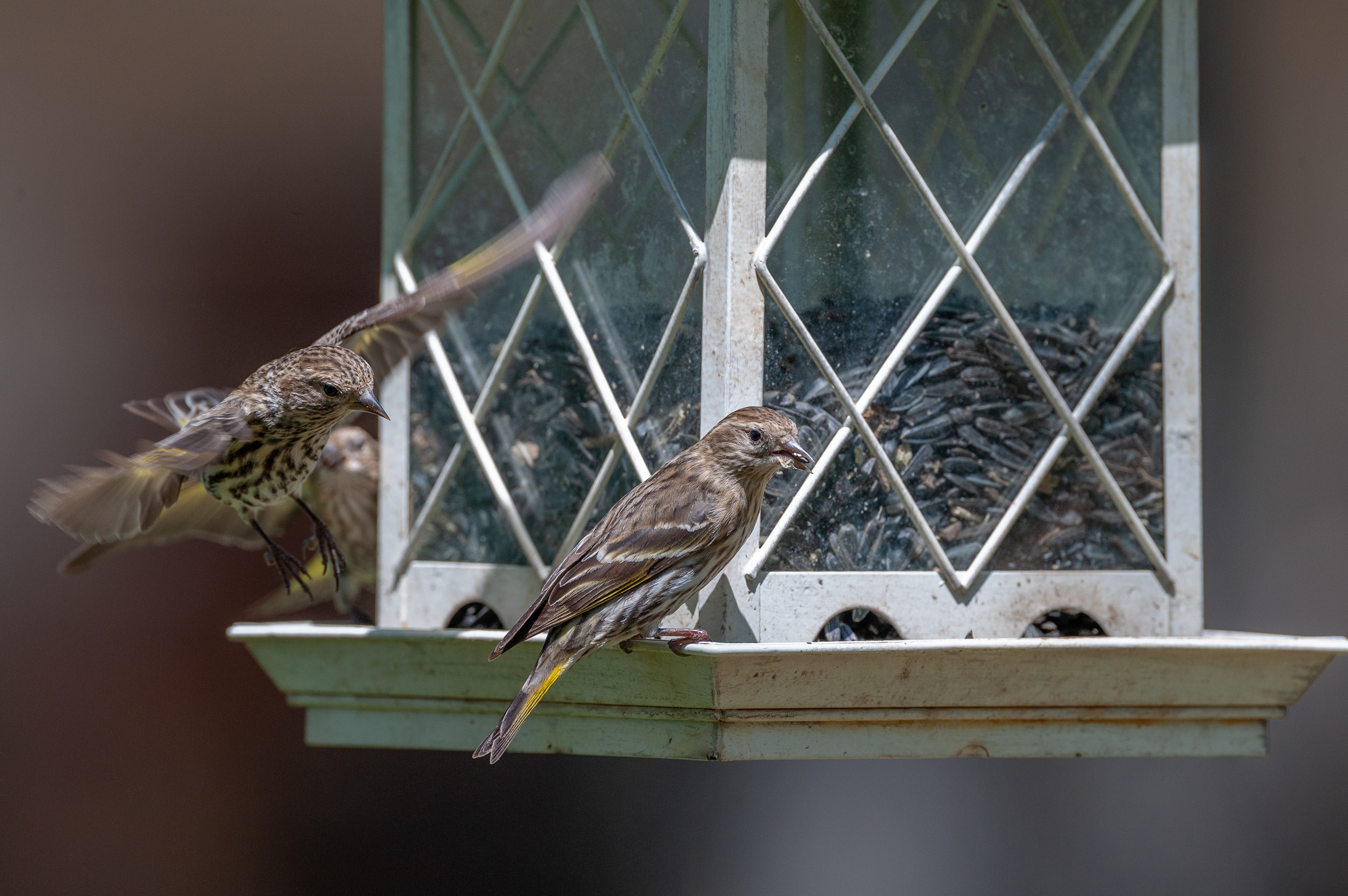 Pine Siskin (Spinus pinus)