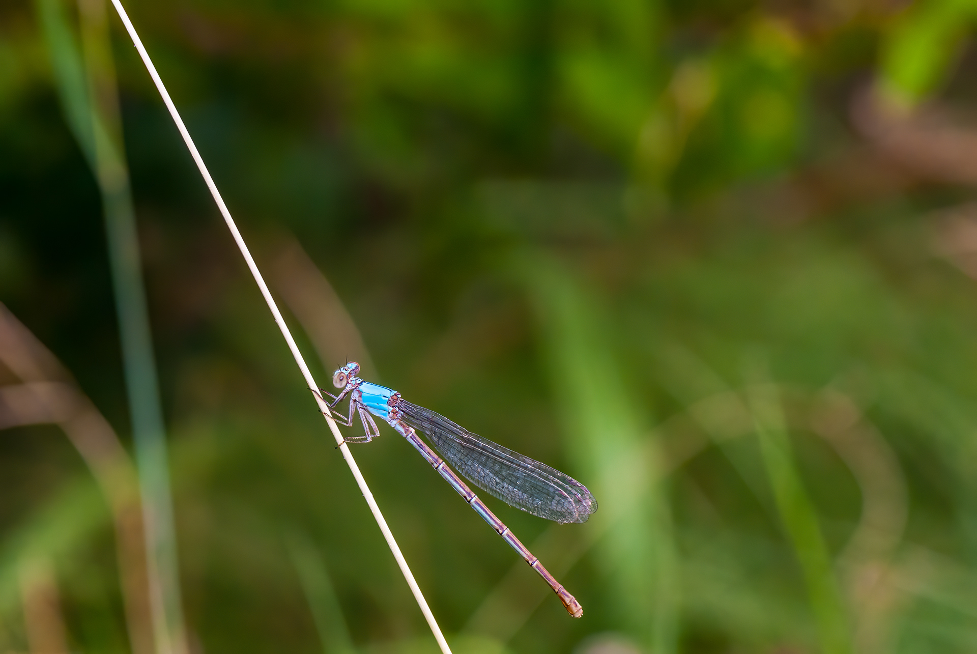 Blue-fronted Dancer (Argia apicalis)