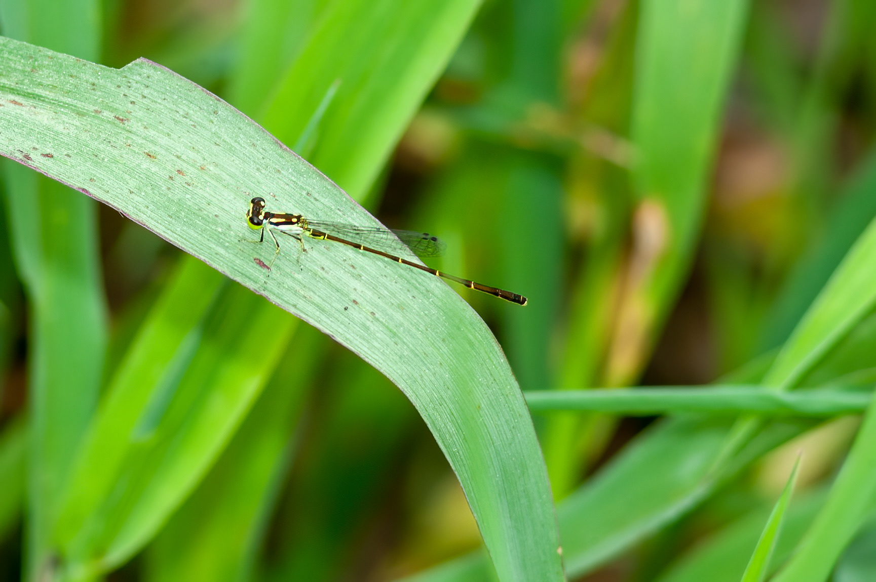 Fragile Forktail