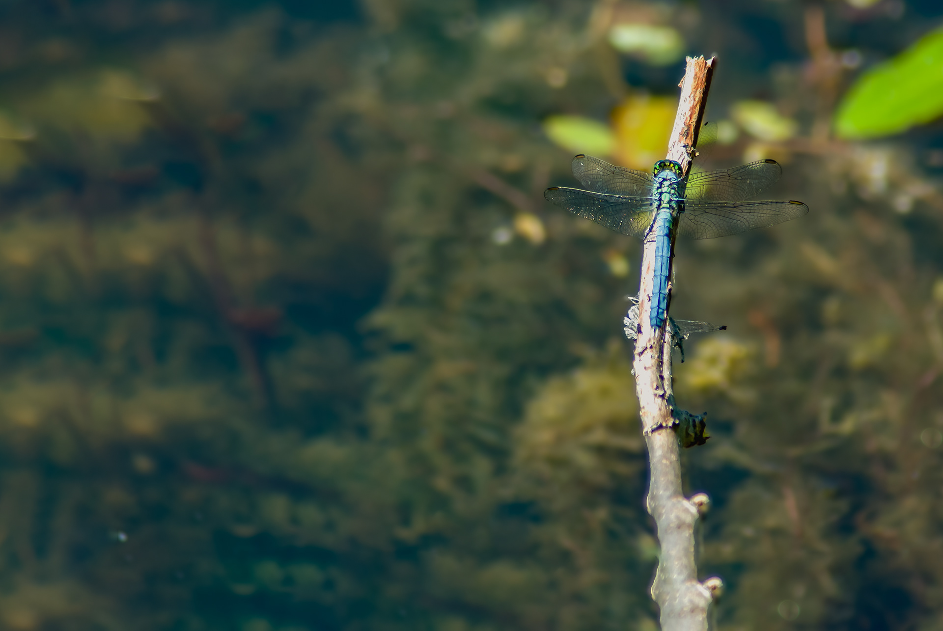 Eastern Pondhawk - Male  (Erythemis simplicicollis)