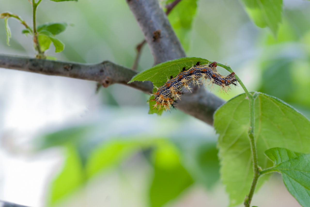 Question Mark Butterfly Caterpillar