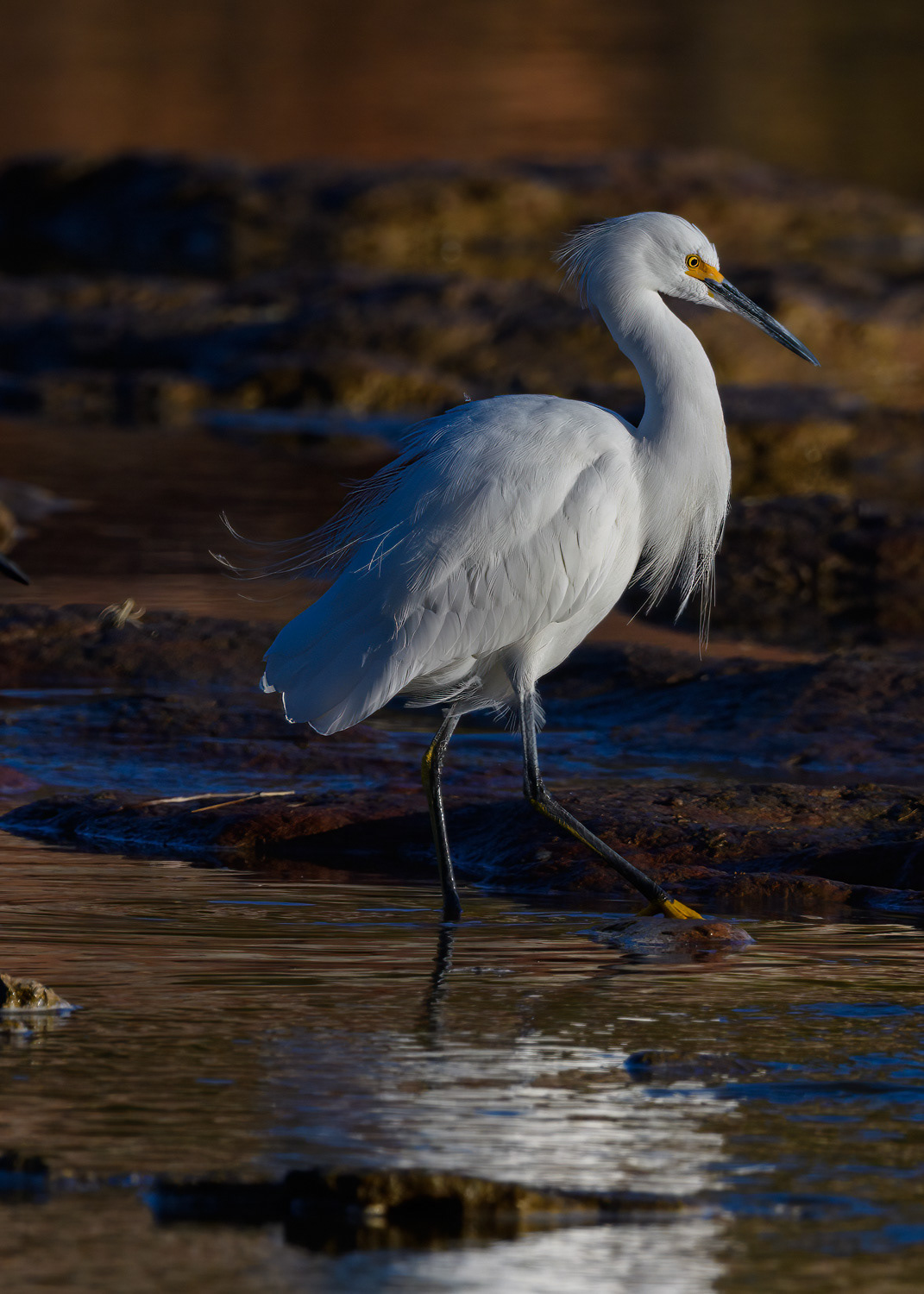 Snowy Egret (Egretta thula) 152-Edit