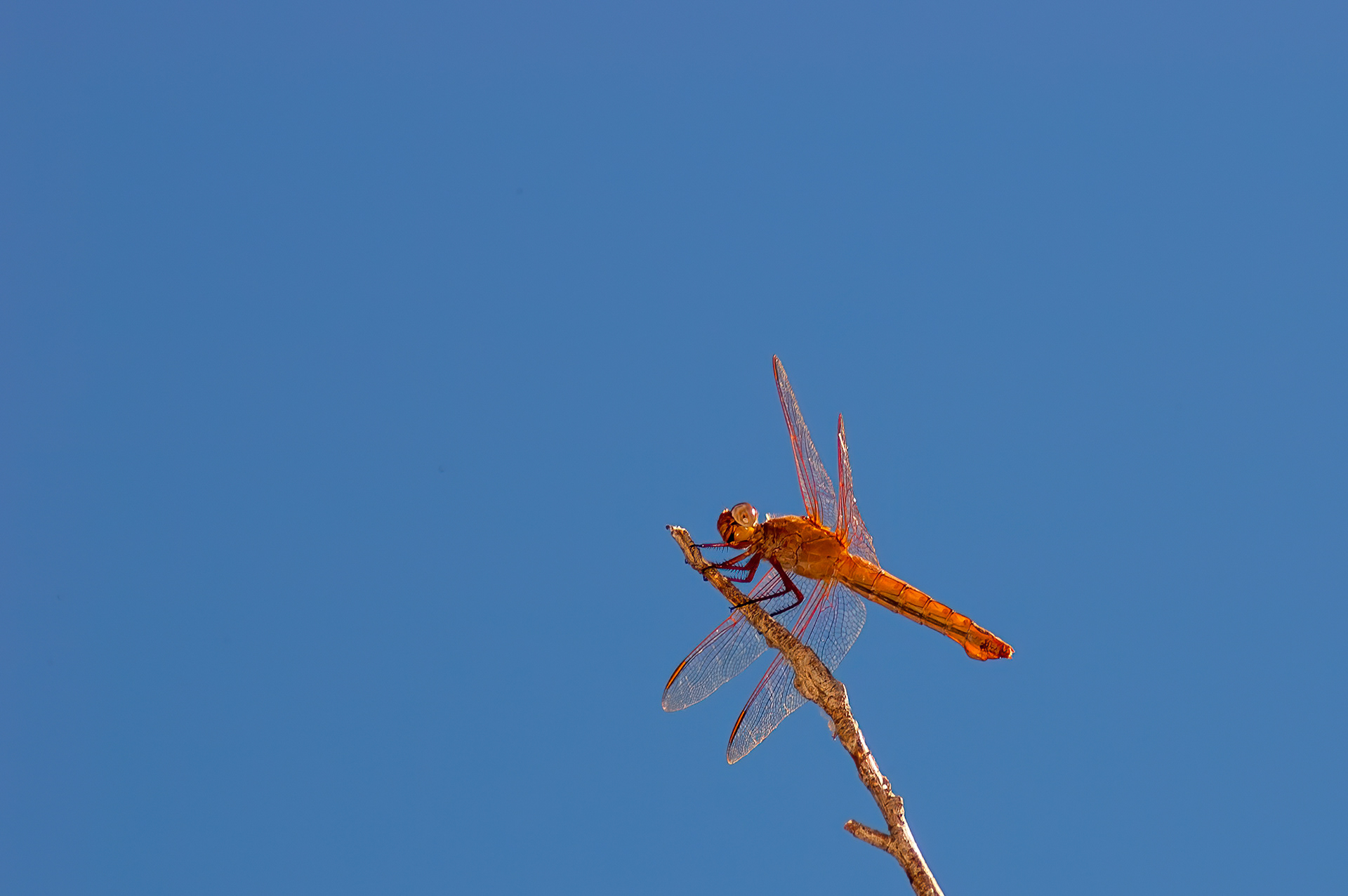 Flame Skimmer - Male  (Libellula saturata)